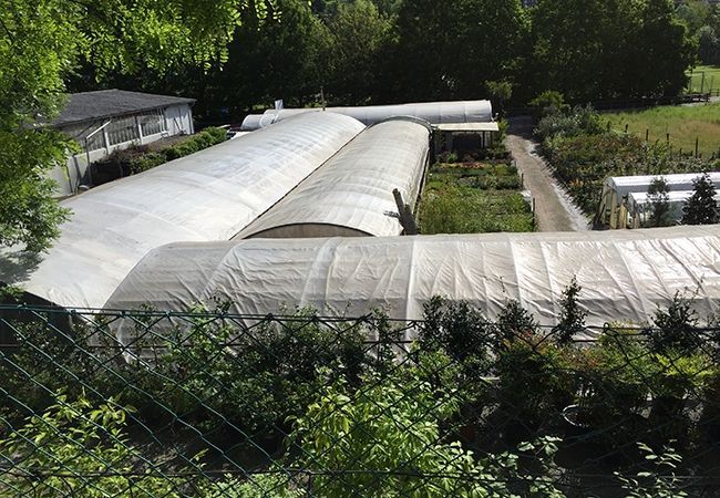 Serra per produzione fiori - Olimpio Vidal