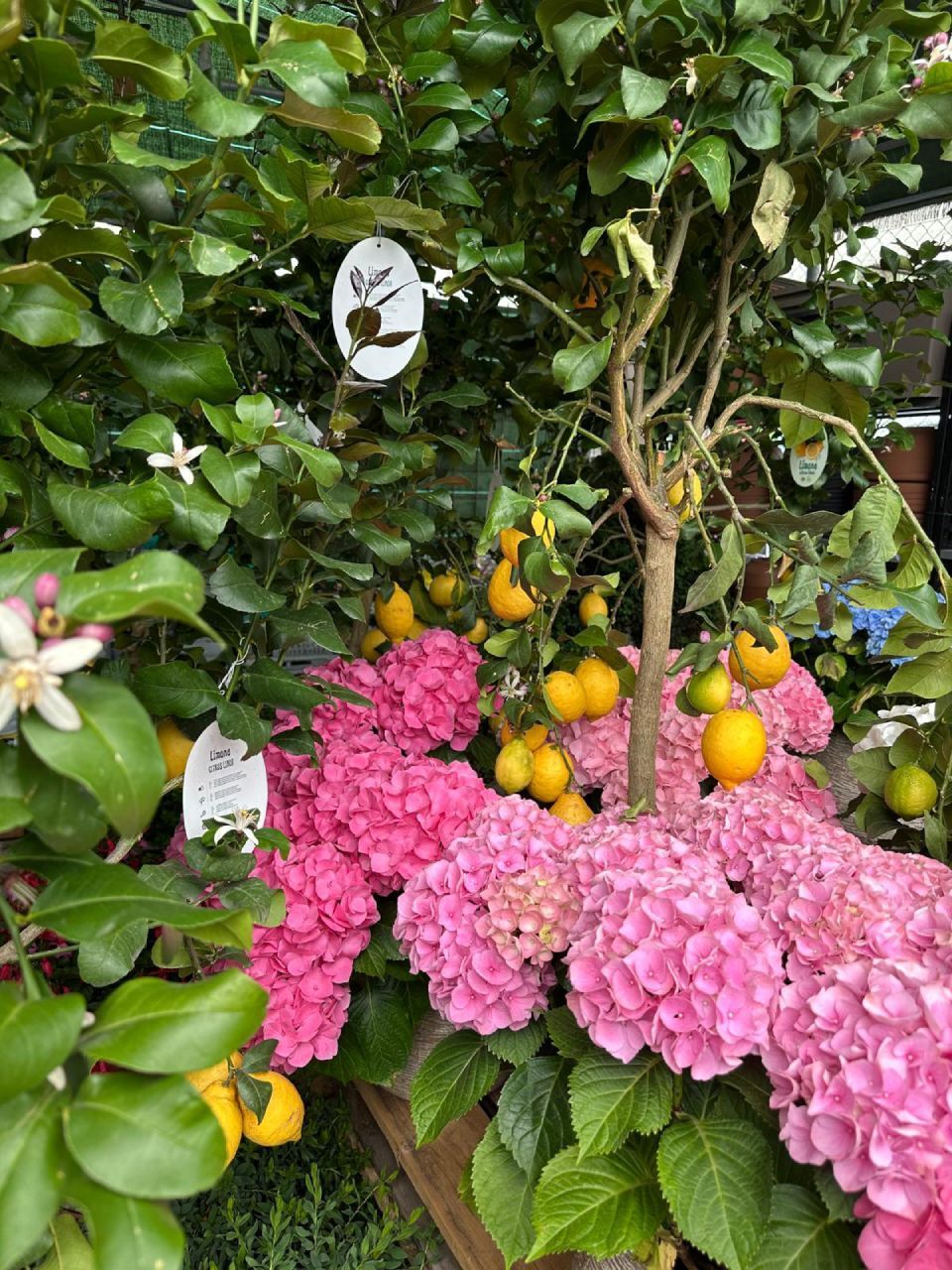 Produzione fiori freschi - Olimpio Vidal