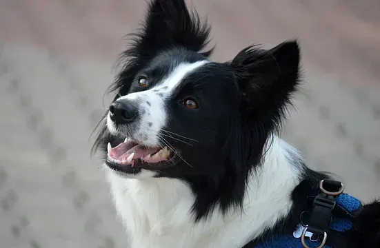Border Collie con pelaje blanco y negro, con arnés azul, mirando hacia arriba con una expresión feliz.