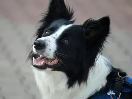 Border Collie con pelaje blanco y negro, mirando hacia arriba con la boca ligeramente abierta, vistiendo un arnés azul.
