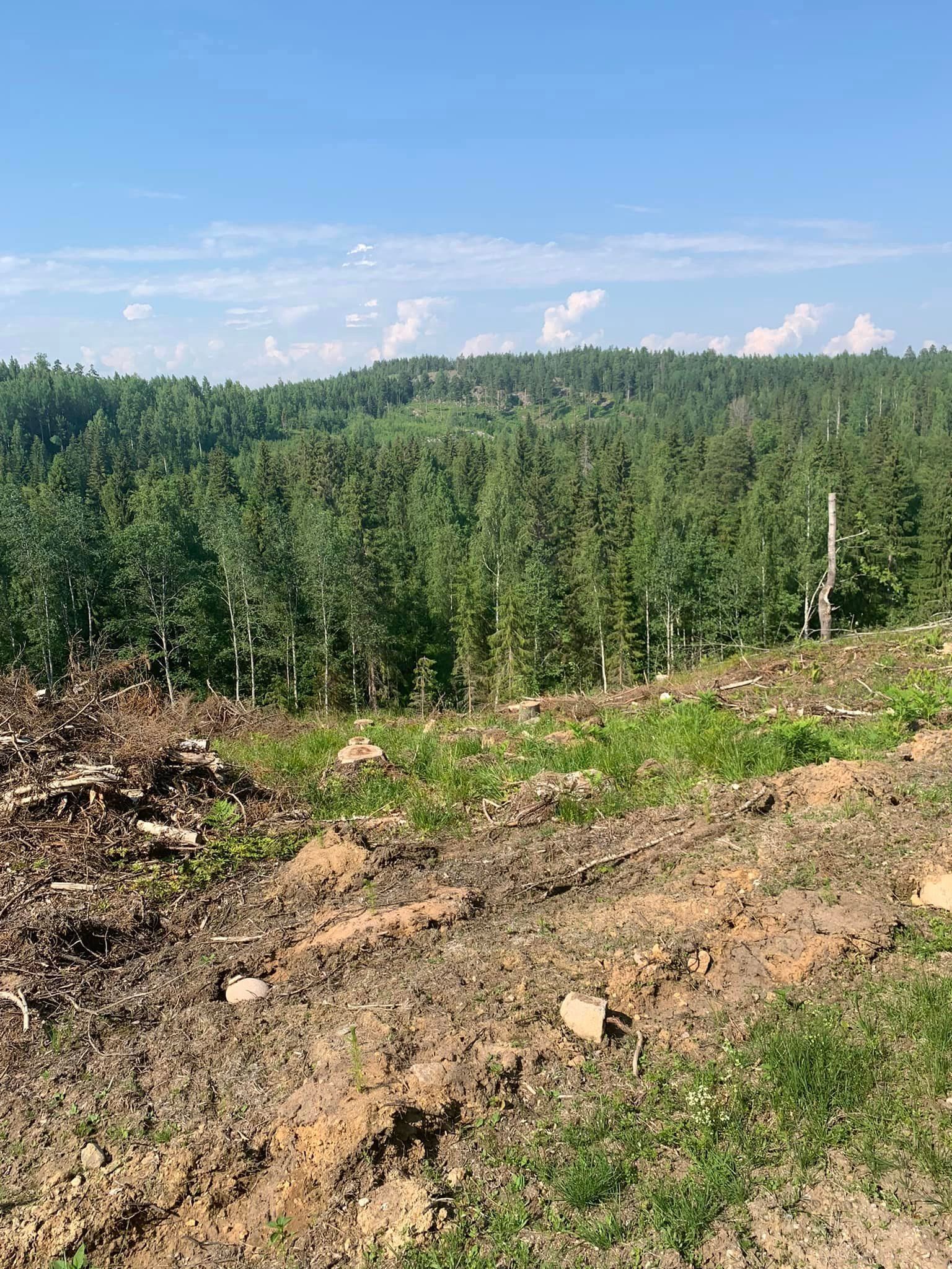 Metsänäkymä hakkuualueelta, taustalla puita, edeustalla hakkuualue.