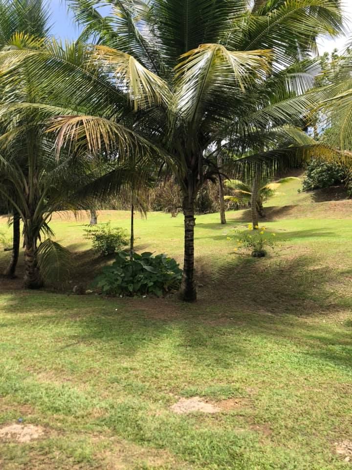 Entretien des espaces verts : tonte et élagage