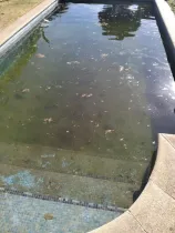 Una piscina con muchas algas