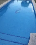 Hay un delfín en el medio de la piscina.