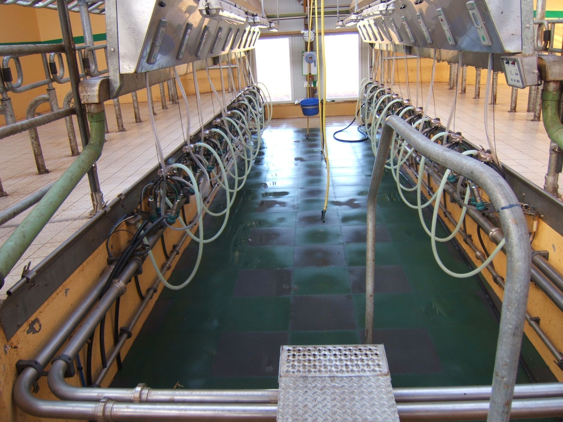 Salle de traite pour vaches