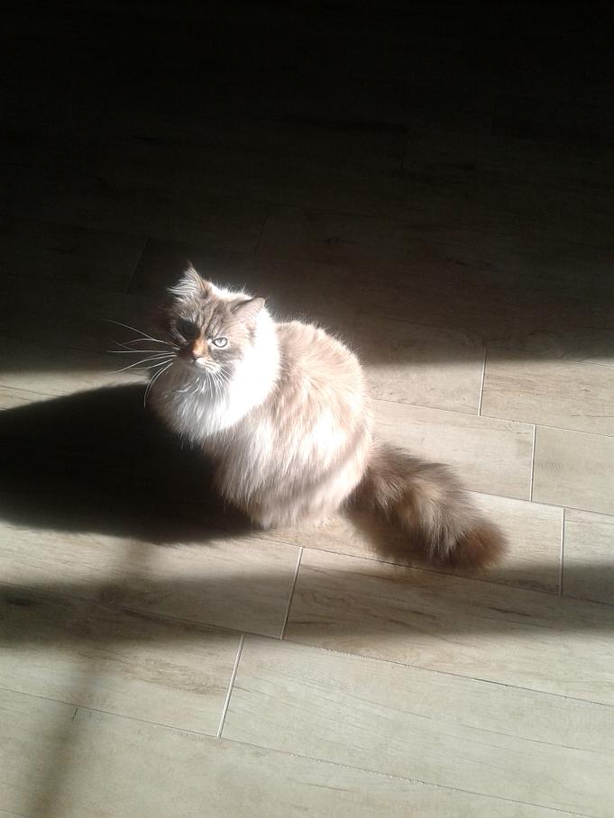 Chat Chat