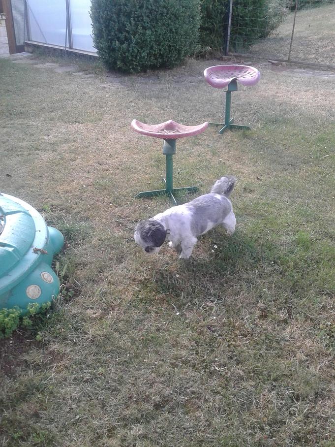 Chien Chien