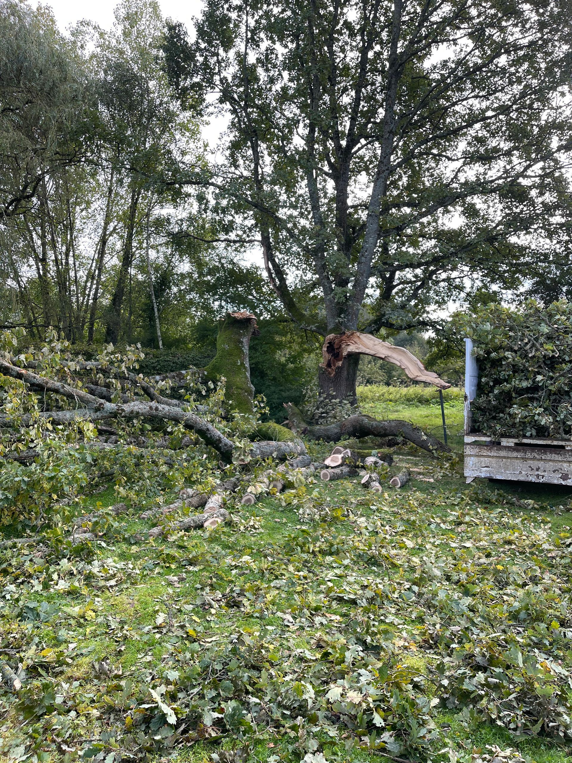 Début d'abattage d'arbre