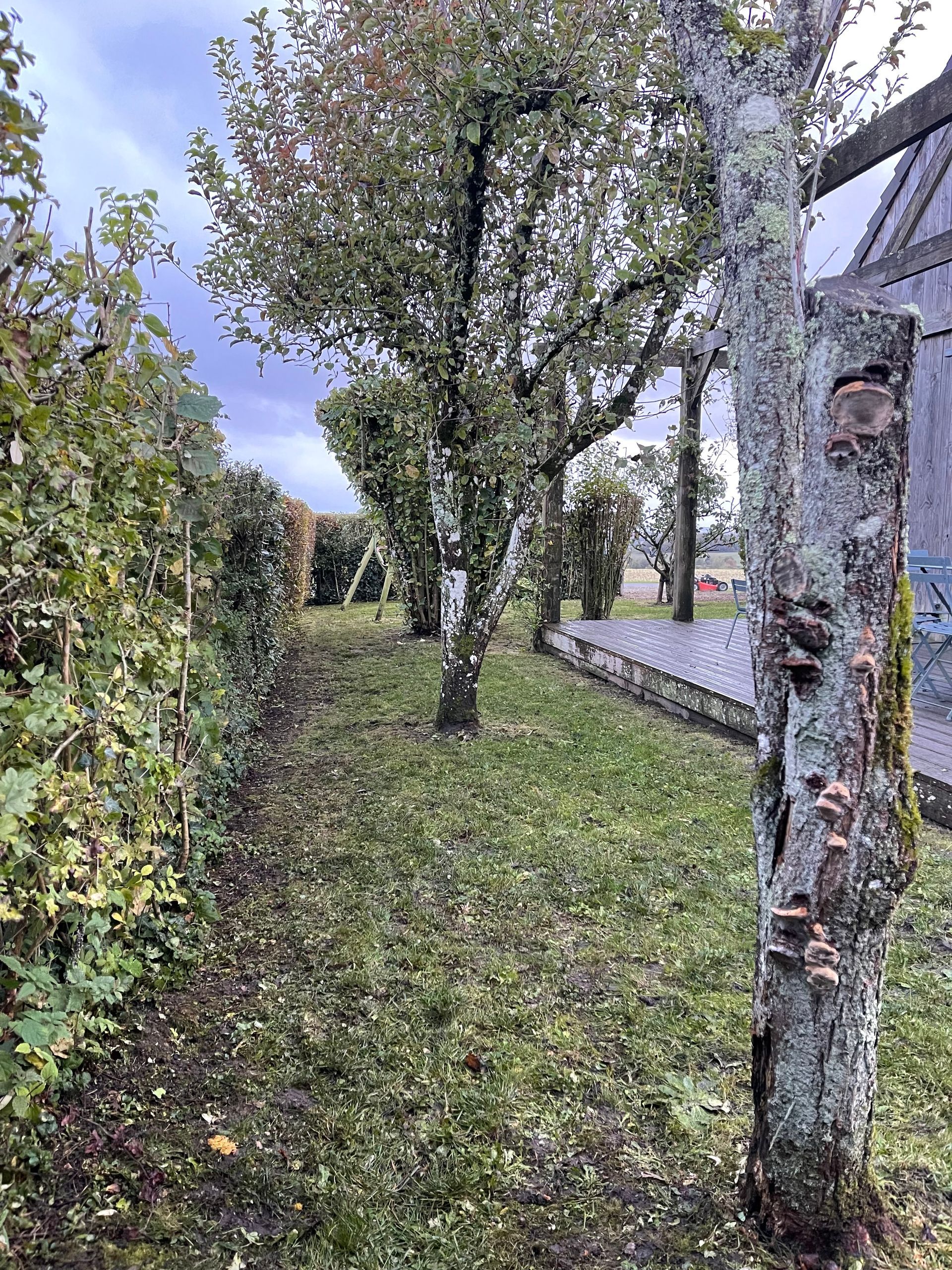 Élagage arbre fruitier