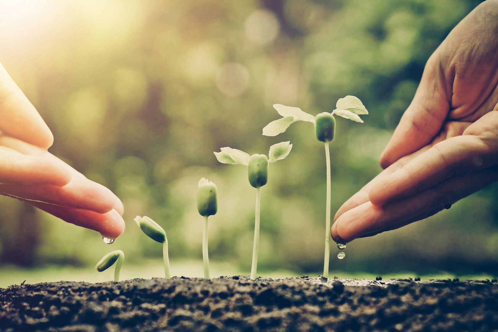 Wachsen - BeCoSe - Beratung, Coaching & Seminare