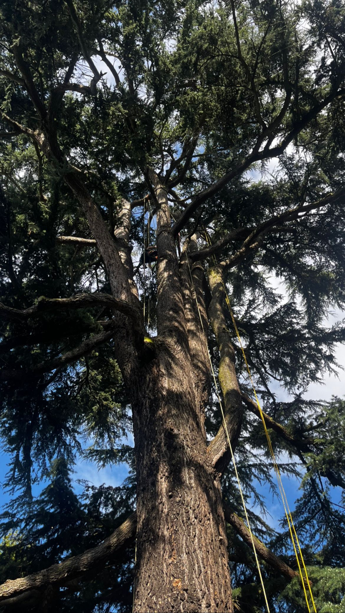 Arboriste en tenue de sécurité utilisant des cordes pour tailler un arbre dans un jardin fleuri.