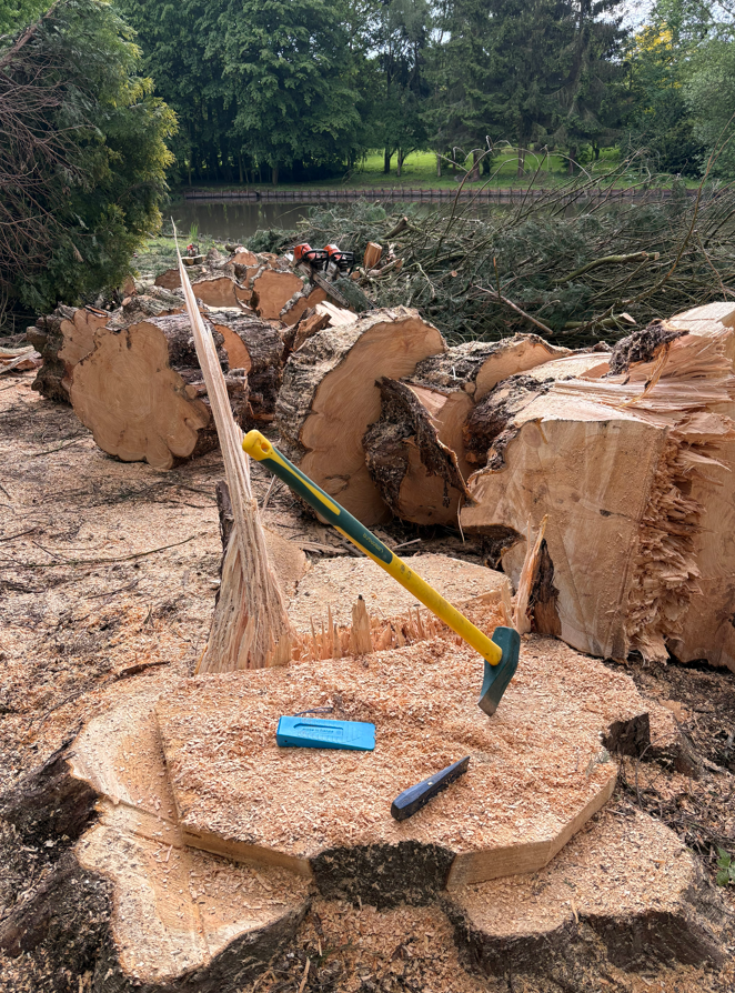 Des bûches coupées, empilées dans une forêt, avec des numéros peints en bleu à leurs extrémités.