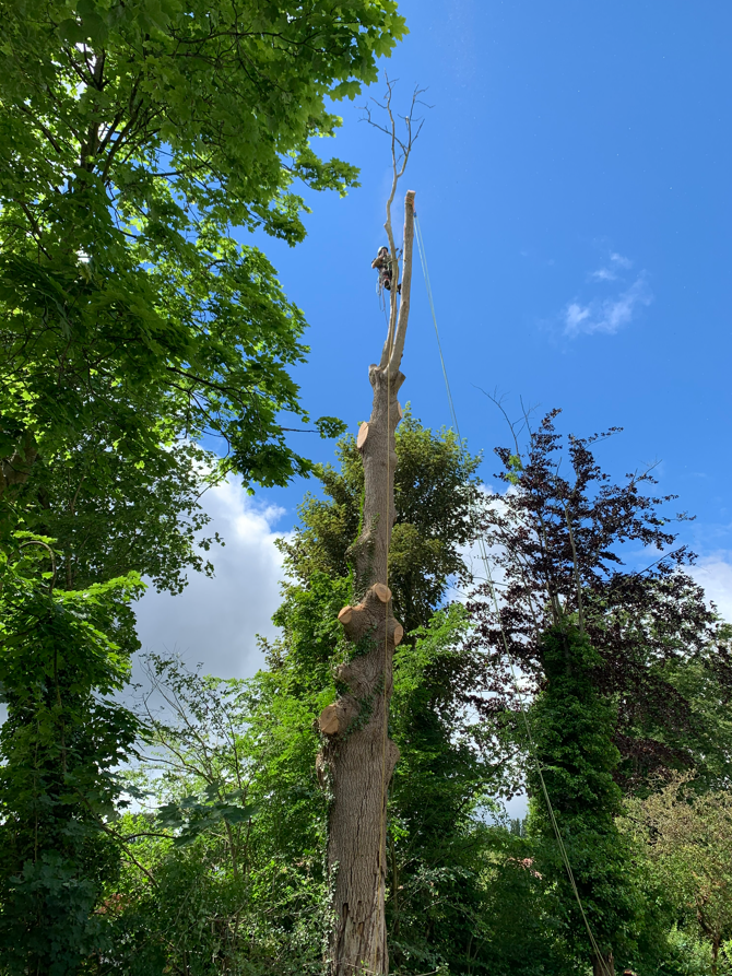 Des troncs d'arbres coupés et empilés dans une clairière, adossés à des conifères sombres.
