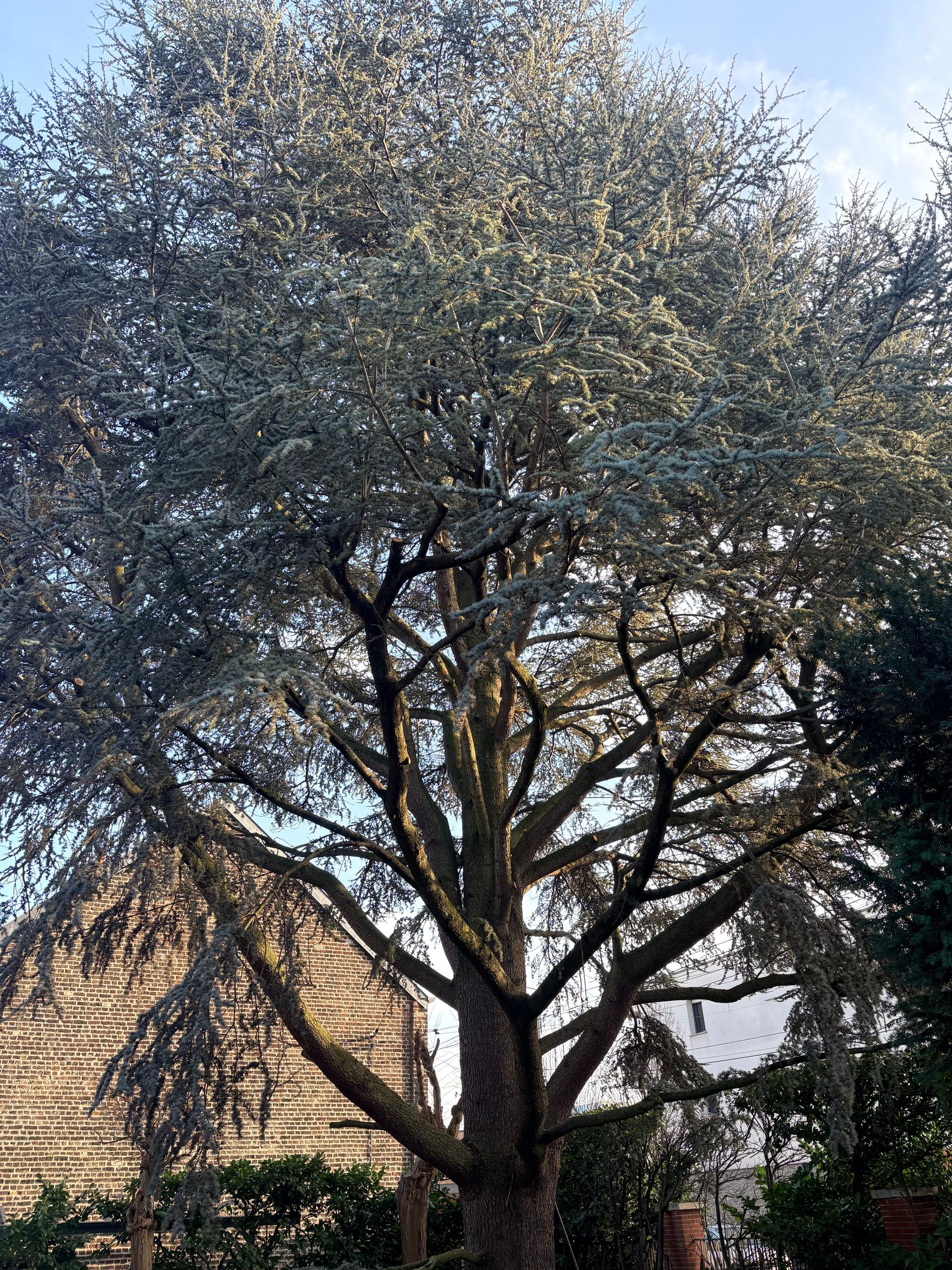 Un ouvrier utilise une tronçonneuse dans un arbre, portant un équipement de sécurité et un harnais d'escalade parmi les branches feuillues.