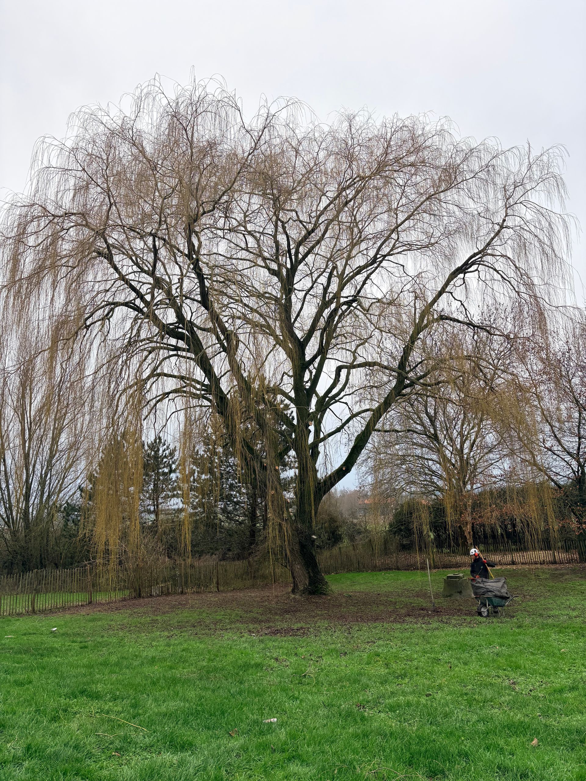 Une personne grimpant aux branches d'un arbre dans une forêt, portant une veste bleue et un casque blanc
