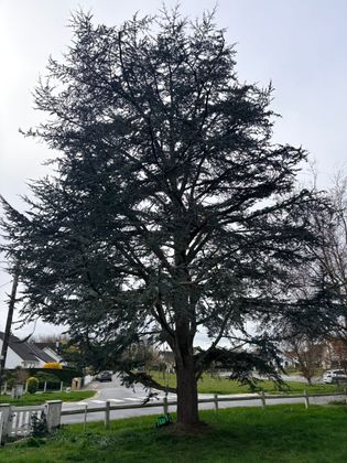 Un élagueur, casqué d'un casque orange et vêtu d'une chemise bleue, taille de grosses branches à l'aide de cordes près d'un bâtiment.
