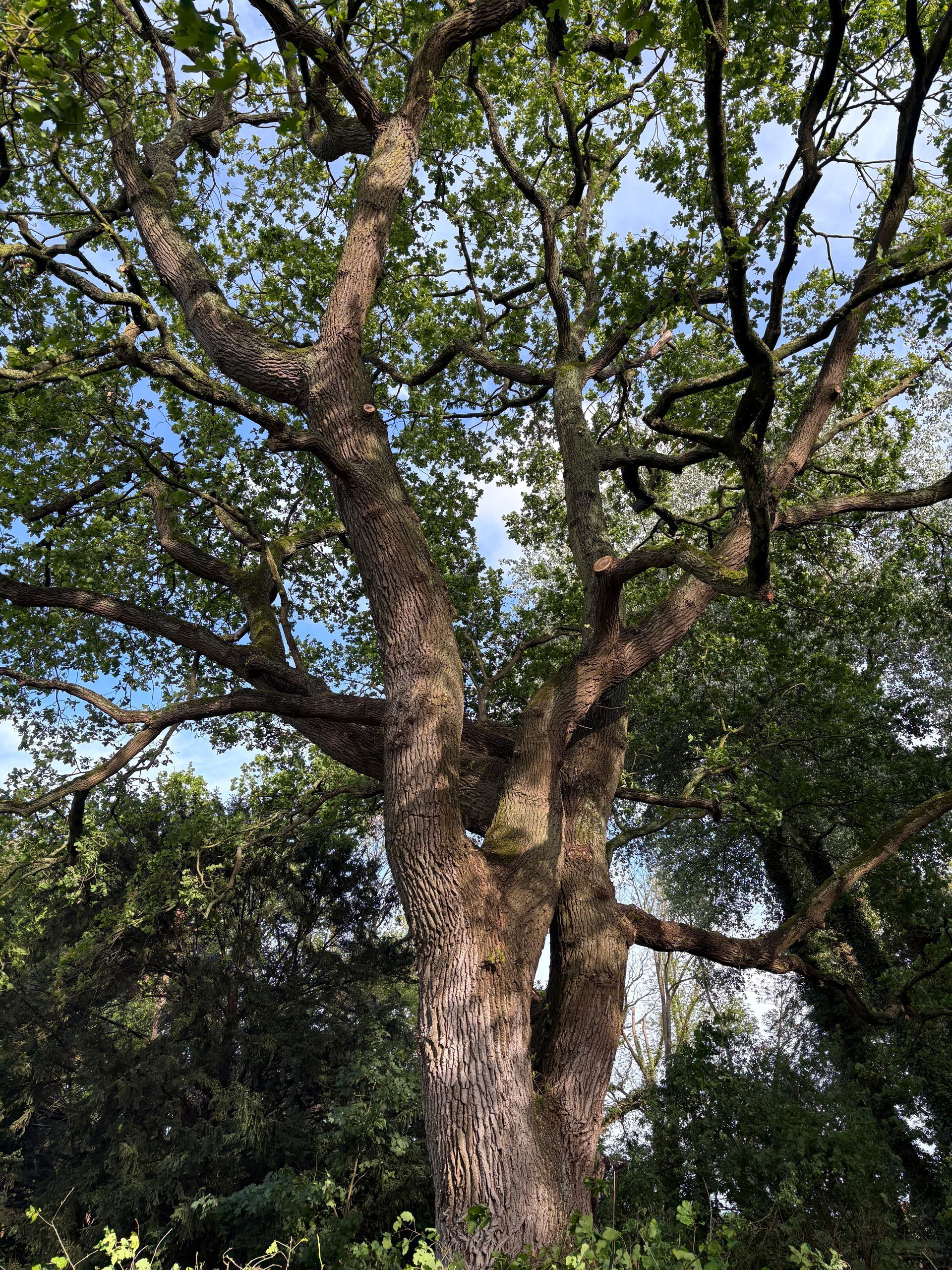 Une personne grimpant aux branches d'un arbre dans une forêt, portant une veste bleue et un casque blanc