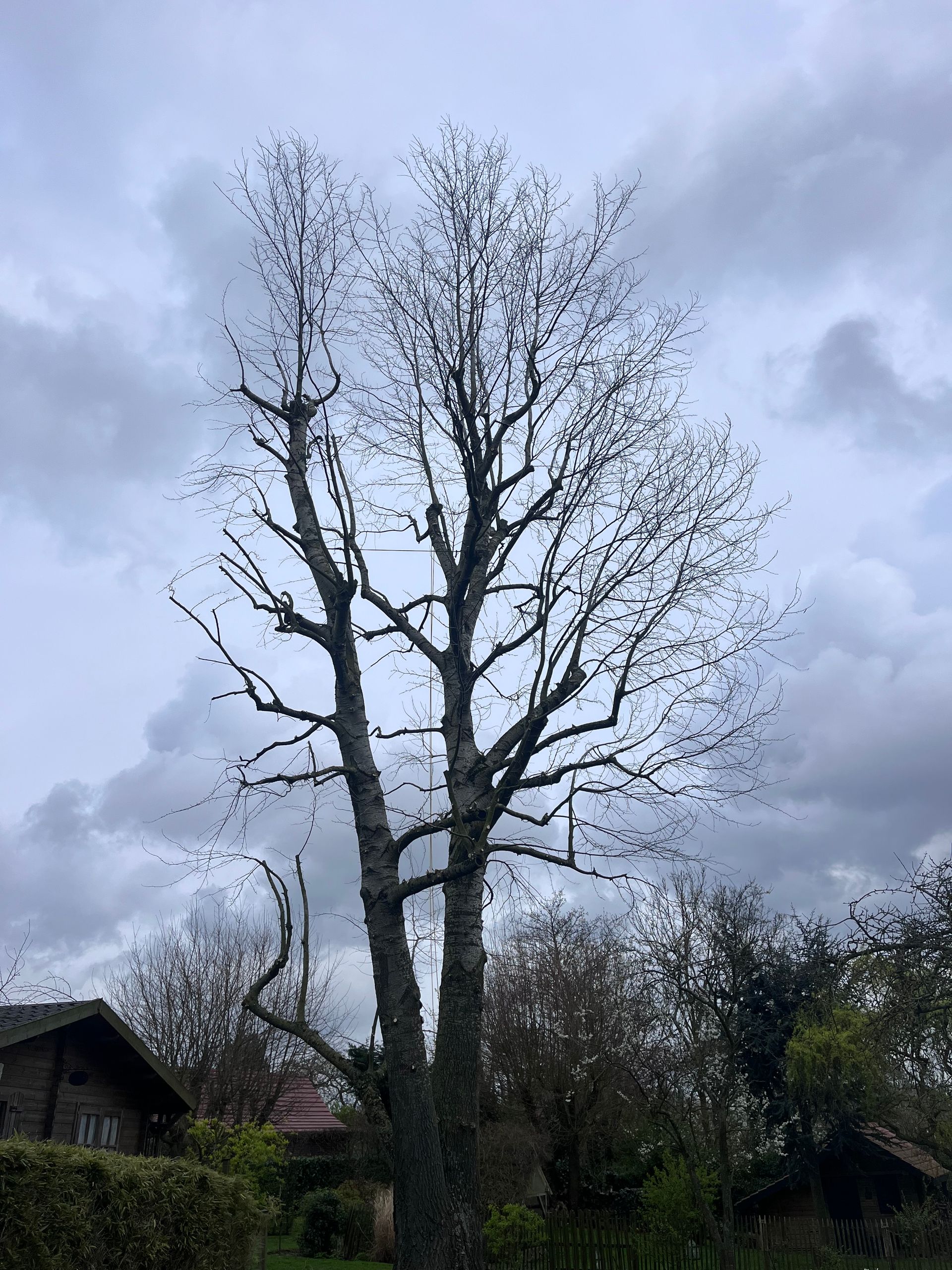 De grands arbres dans une forêt ensoleillée avec un premier plan vert doux et flou.