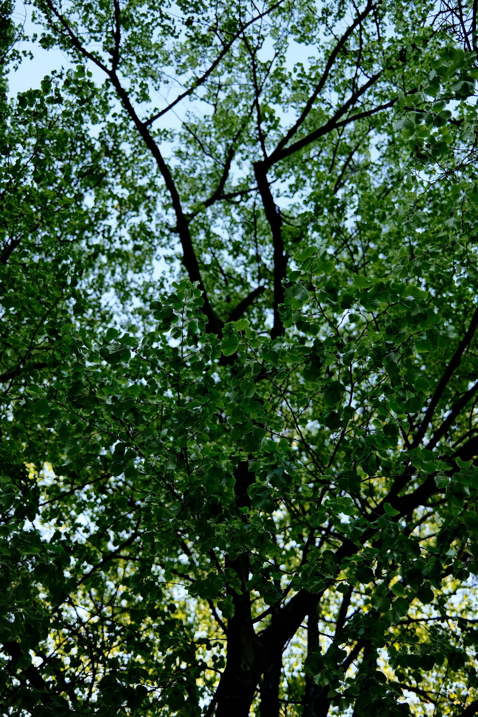 Canopée dense et verte aux branches sombres se détachant sur le ciel