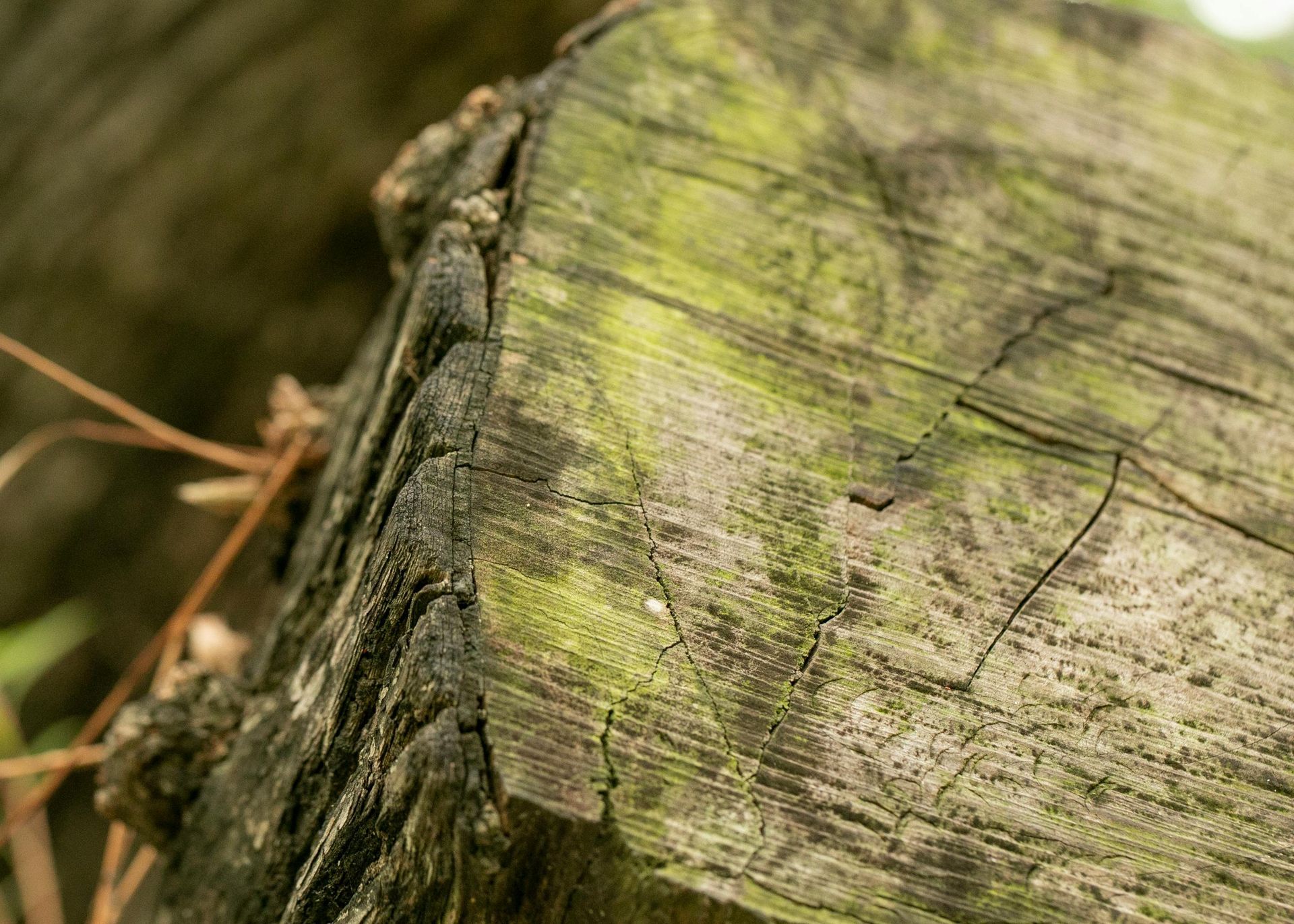 Gros plan sur un tronc d'arbre moussu, vert et patiné, à l'écorce rugueuse et au fond flou.