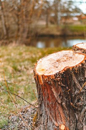 Souche d'arbre fraîchement coupée dans un espace herbeux extérieur près d'un étang, avec des arbres flous en arrière-plan.