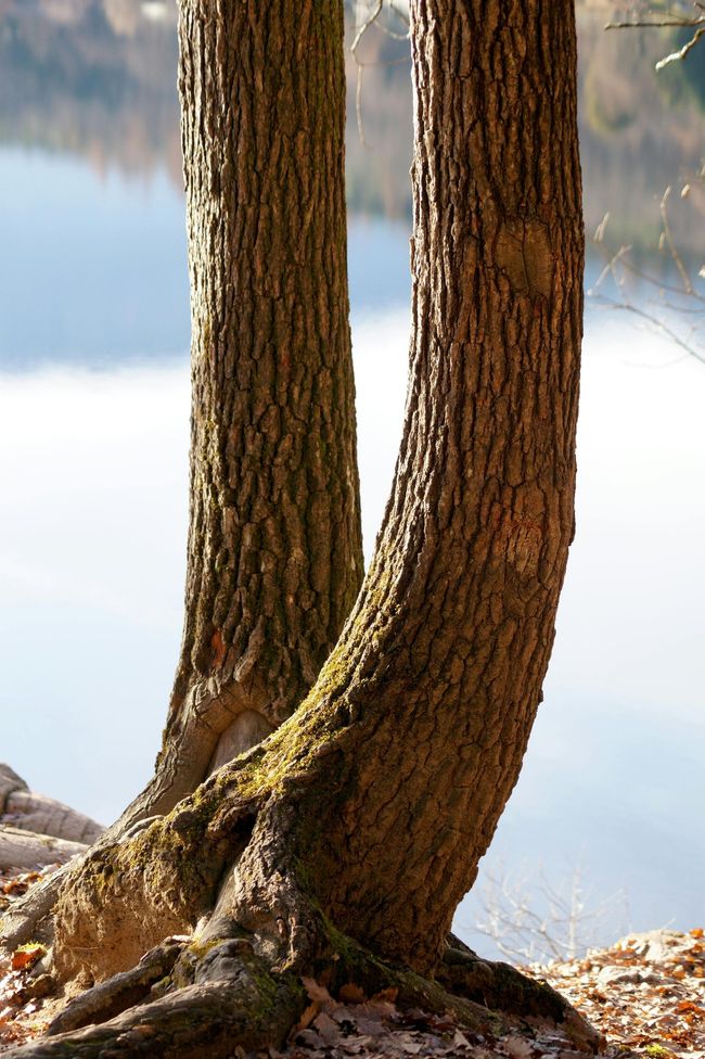 Deux troncs d'arbres au bord d'un lac calme, l'un d'eux courbé à la base et aux racines moussues