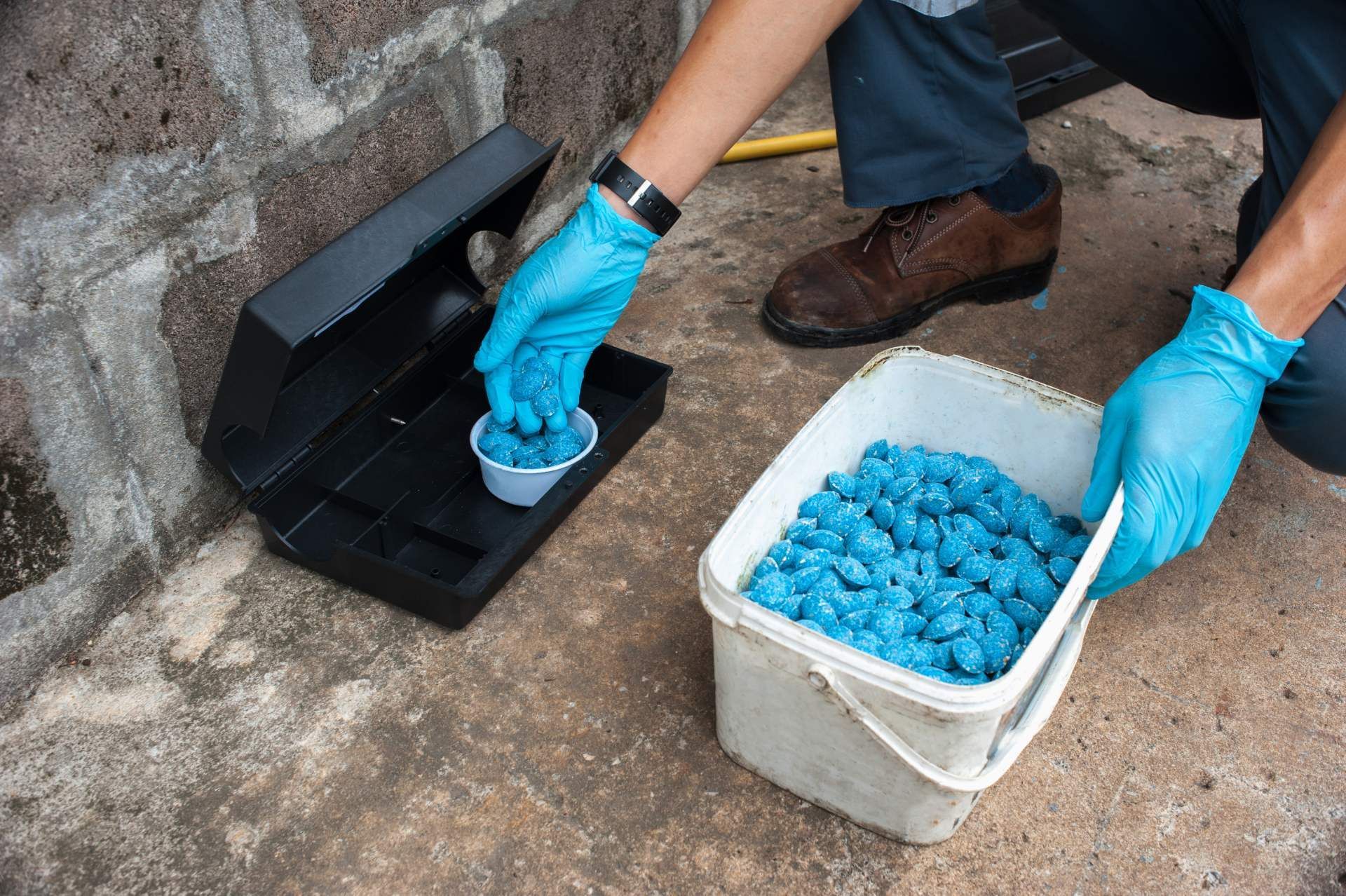 Foto einer Person, die eine Ratten-/Mäusefalle mit einem blauen Giftköder befüllt