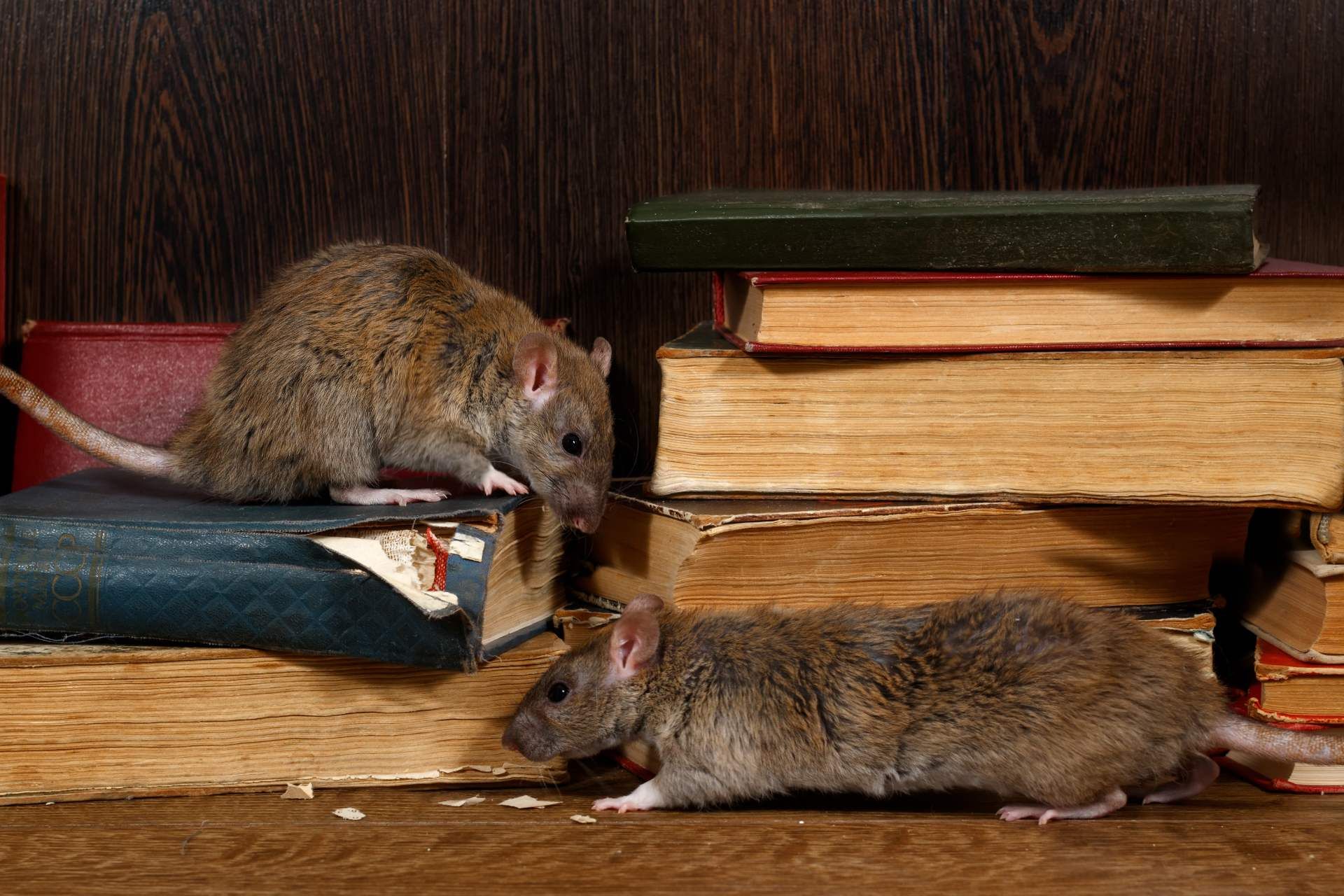 Zwei Mäuse stehen nebeneinander auf einem Bücherstapel.