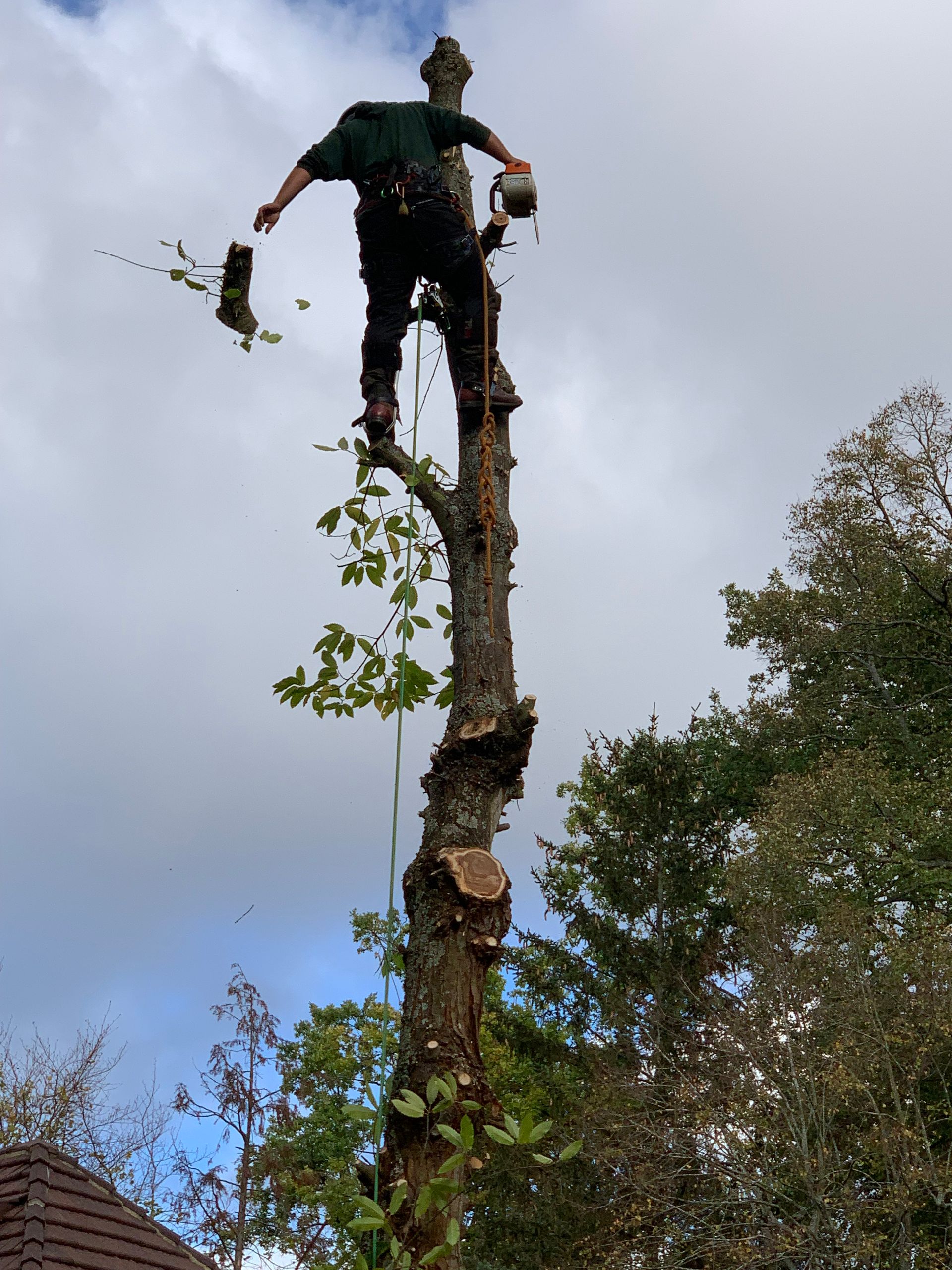 Abattage de sécurité par notre élagueur-abatteur