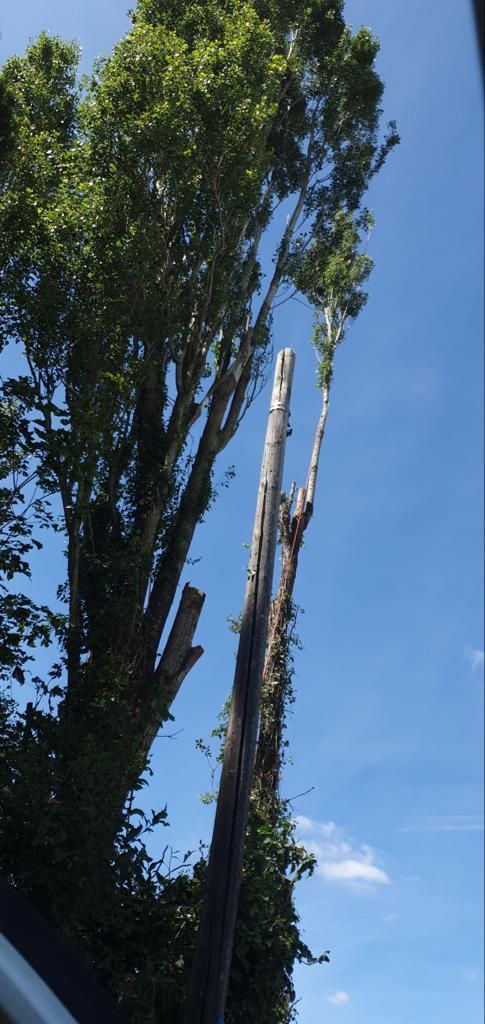 Démontage d'arbre mort, abattage
