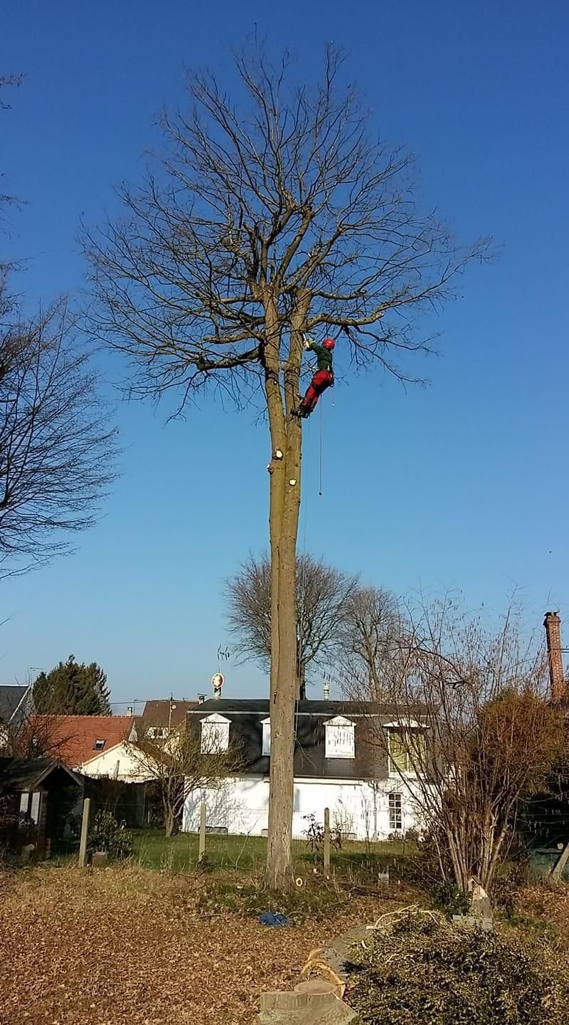 Élagage de branches mortes, élagueur en haut de l'arbre