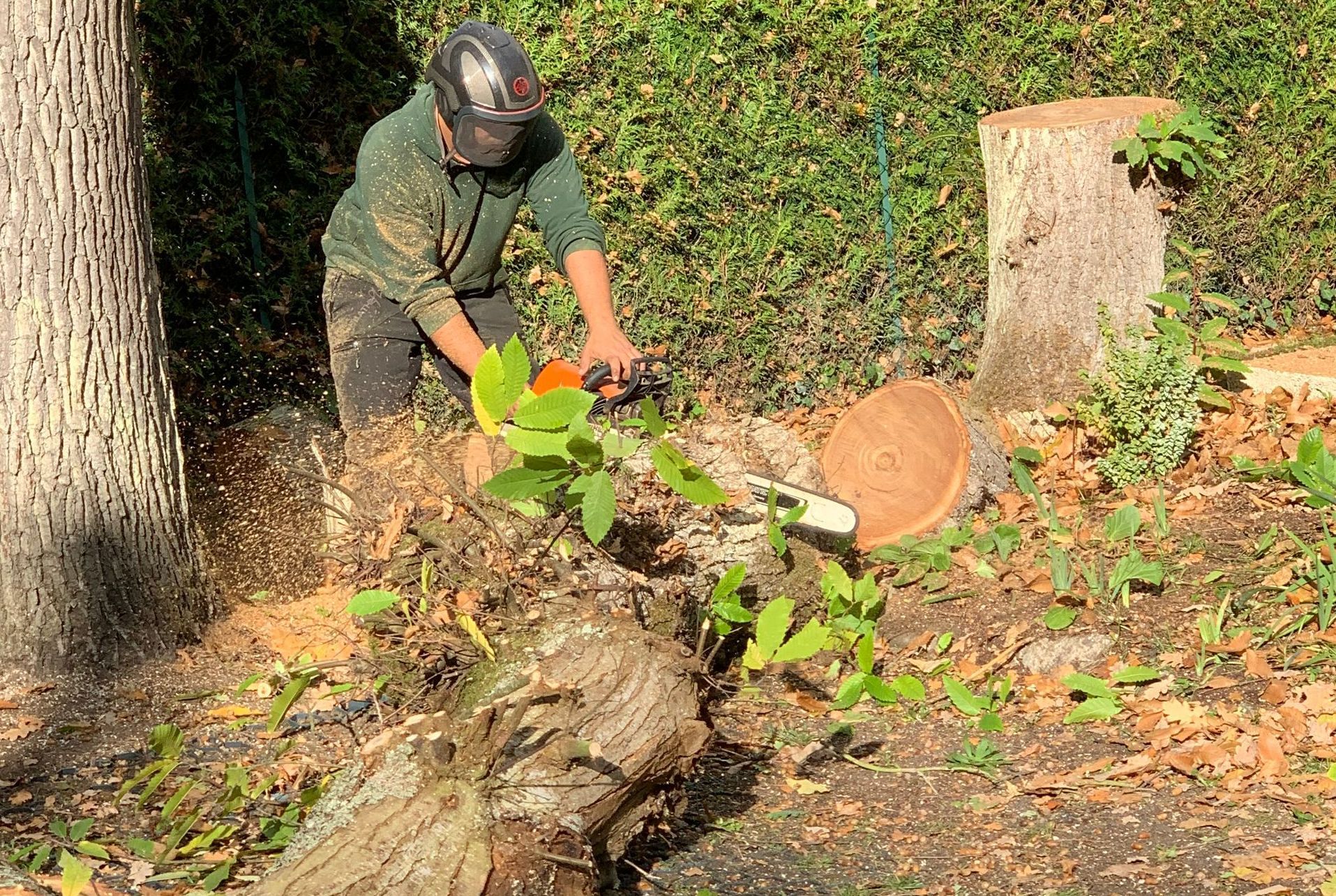 Abattage de bois mort