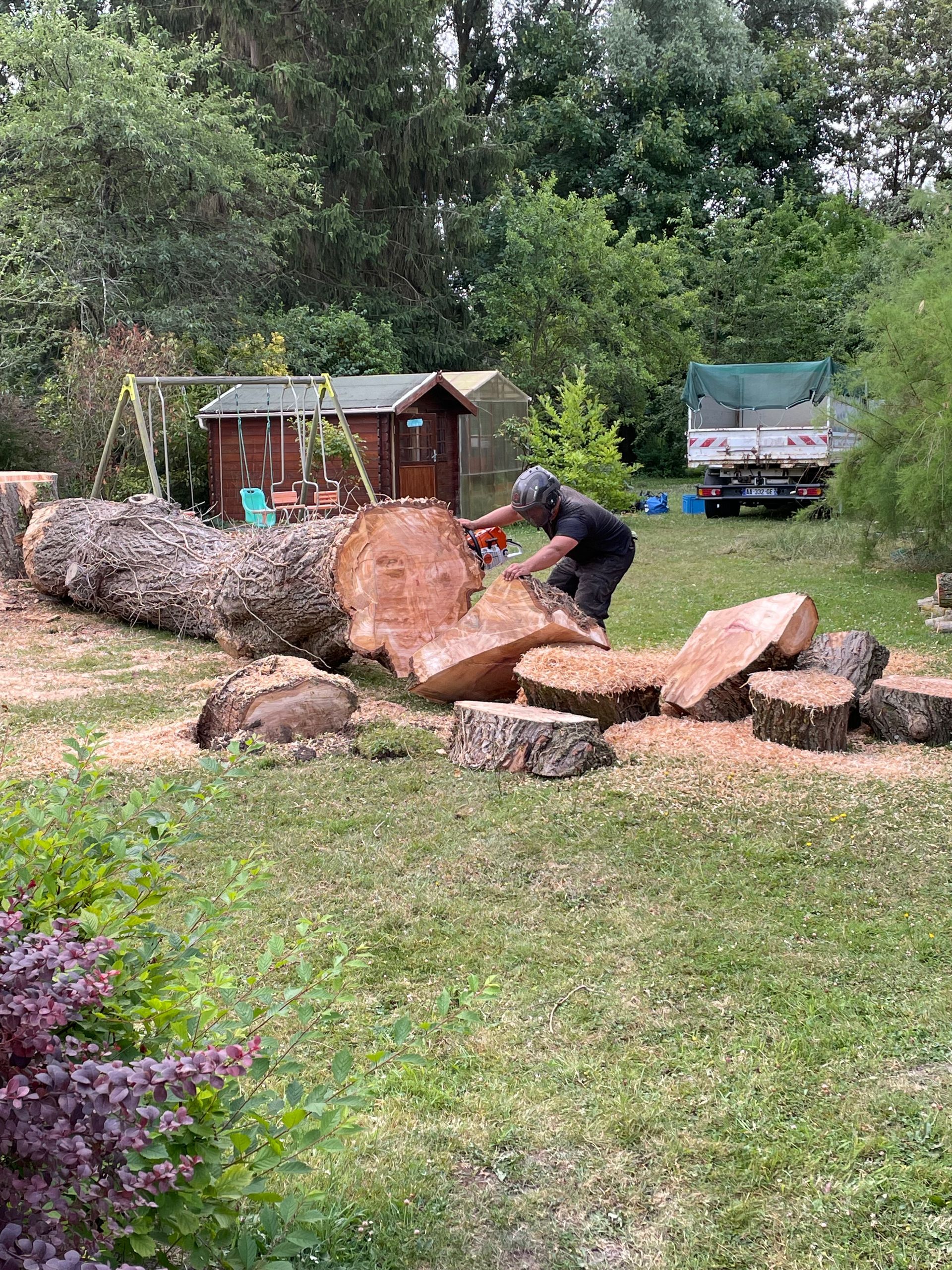 Abattage saule, coupe d'arbre, invasion de champignons, élagueur-abatteur