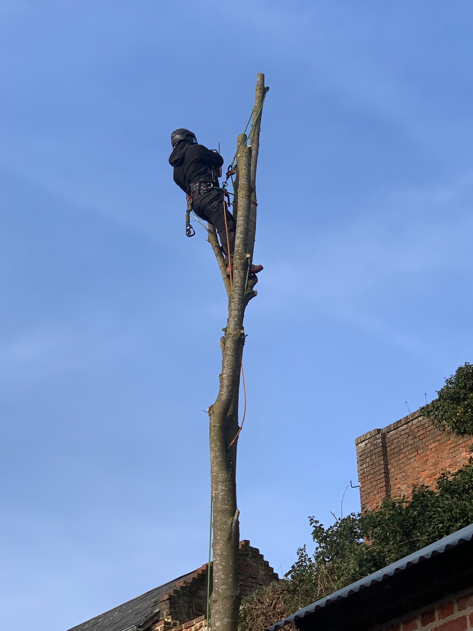 Abattage de sécurité, riverains, suite des travaux en hauteur, Nathan Hery, élagueur-abatteur