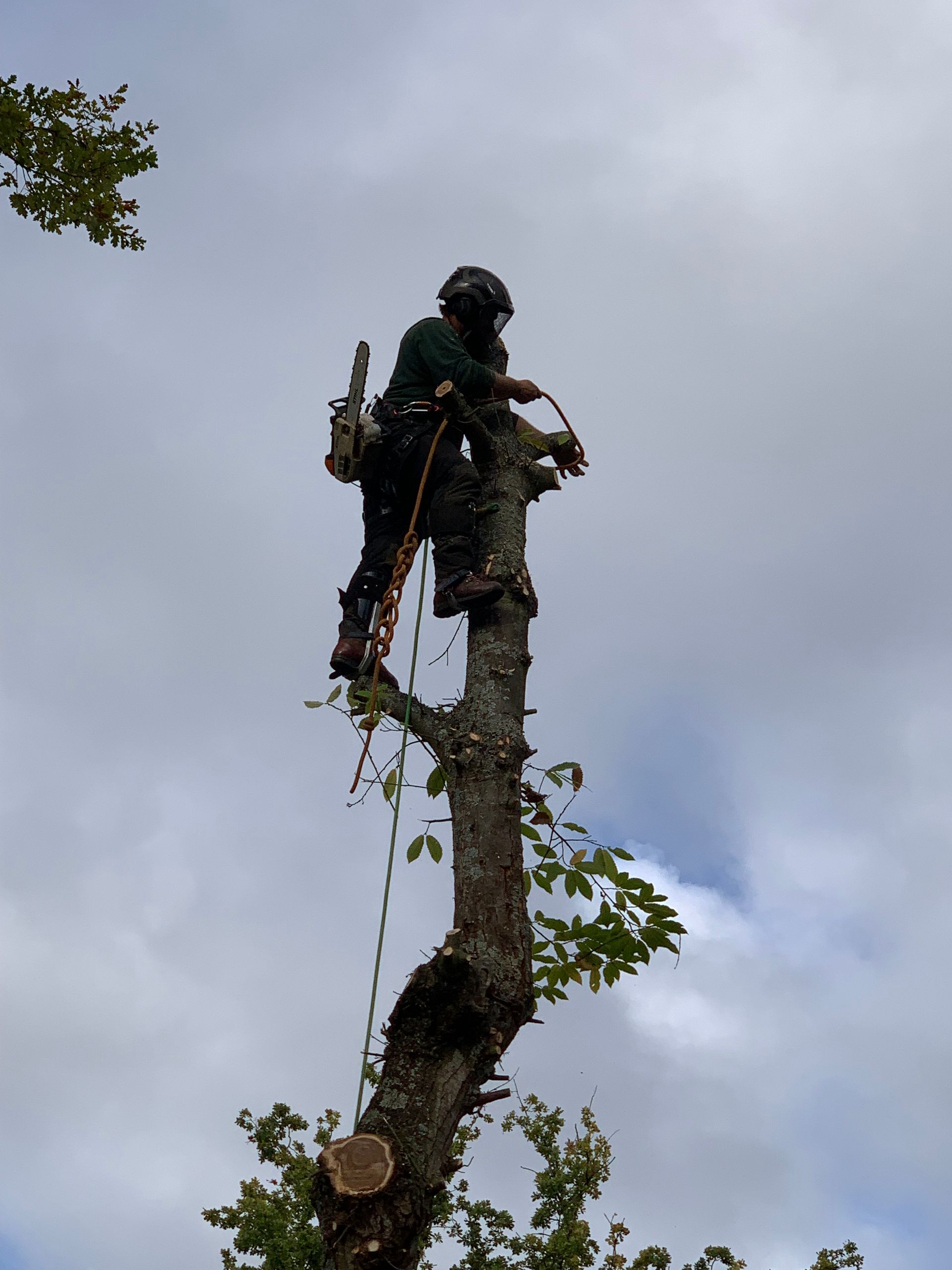 Abattage de sécurité, riverains, arboriste-abatteur