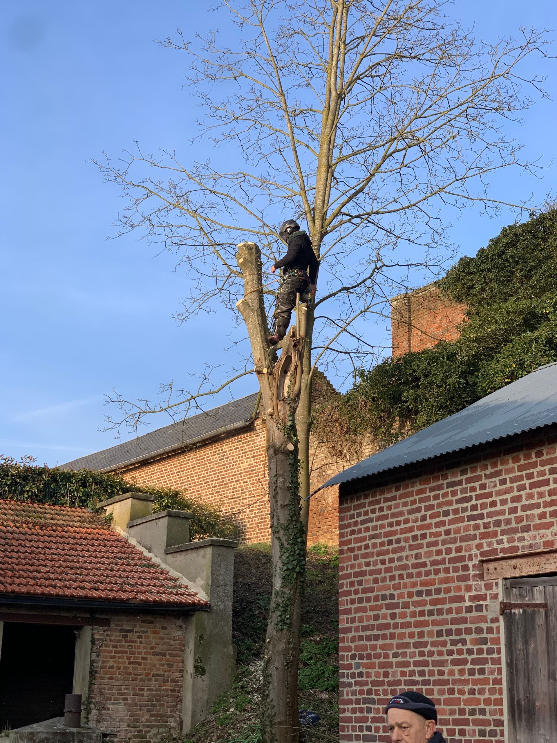 Abattage de sécurité, vue sur habitations