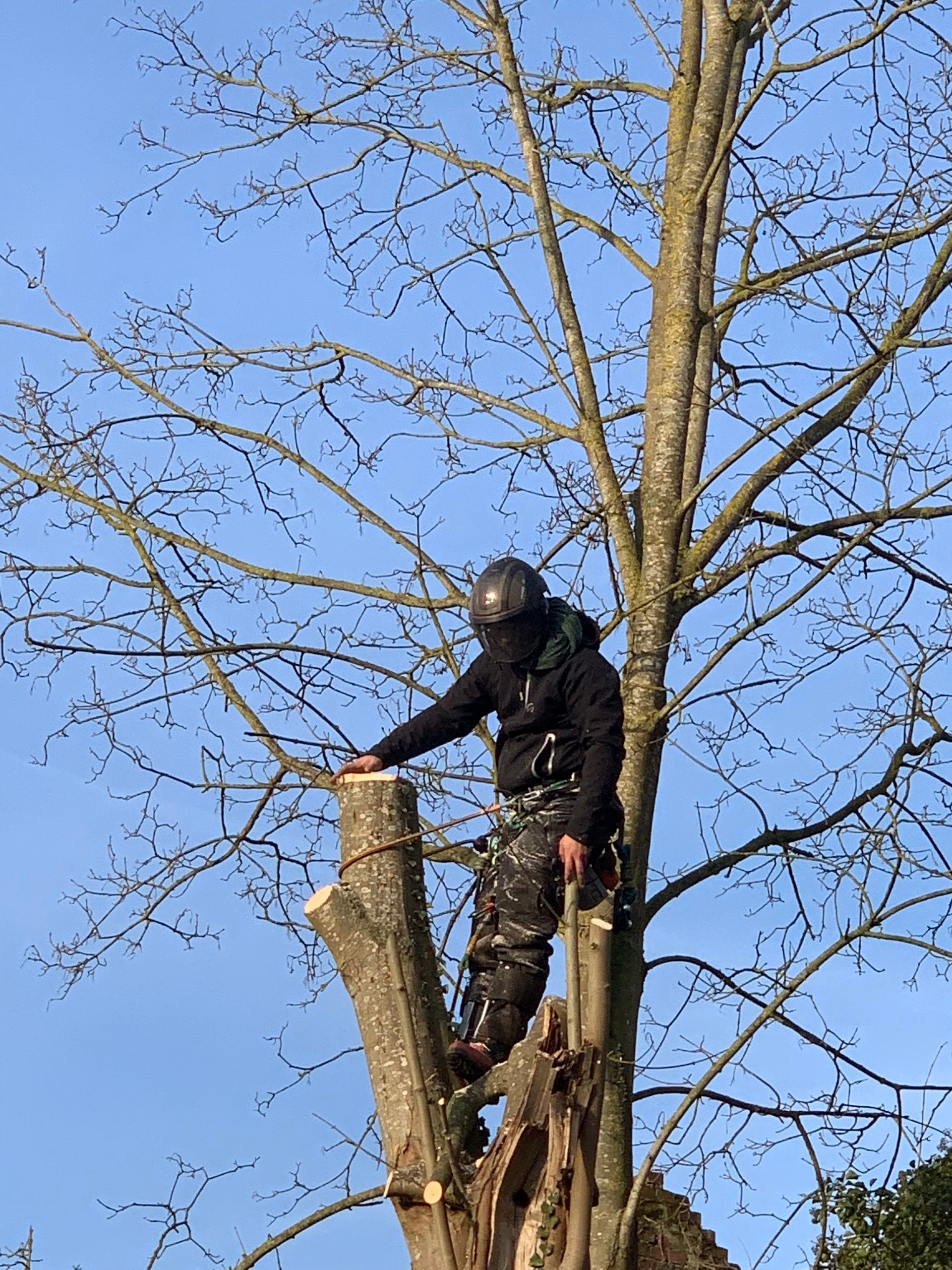 Abattage de sécurité, Nathan Hery, élagueur-abatteur