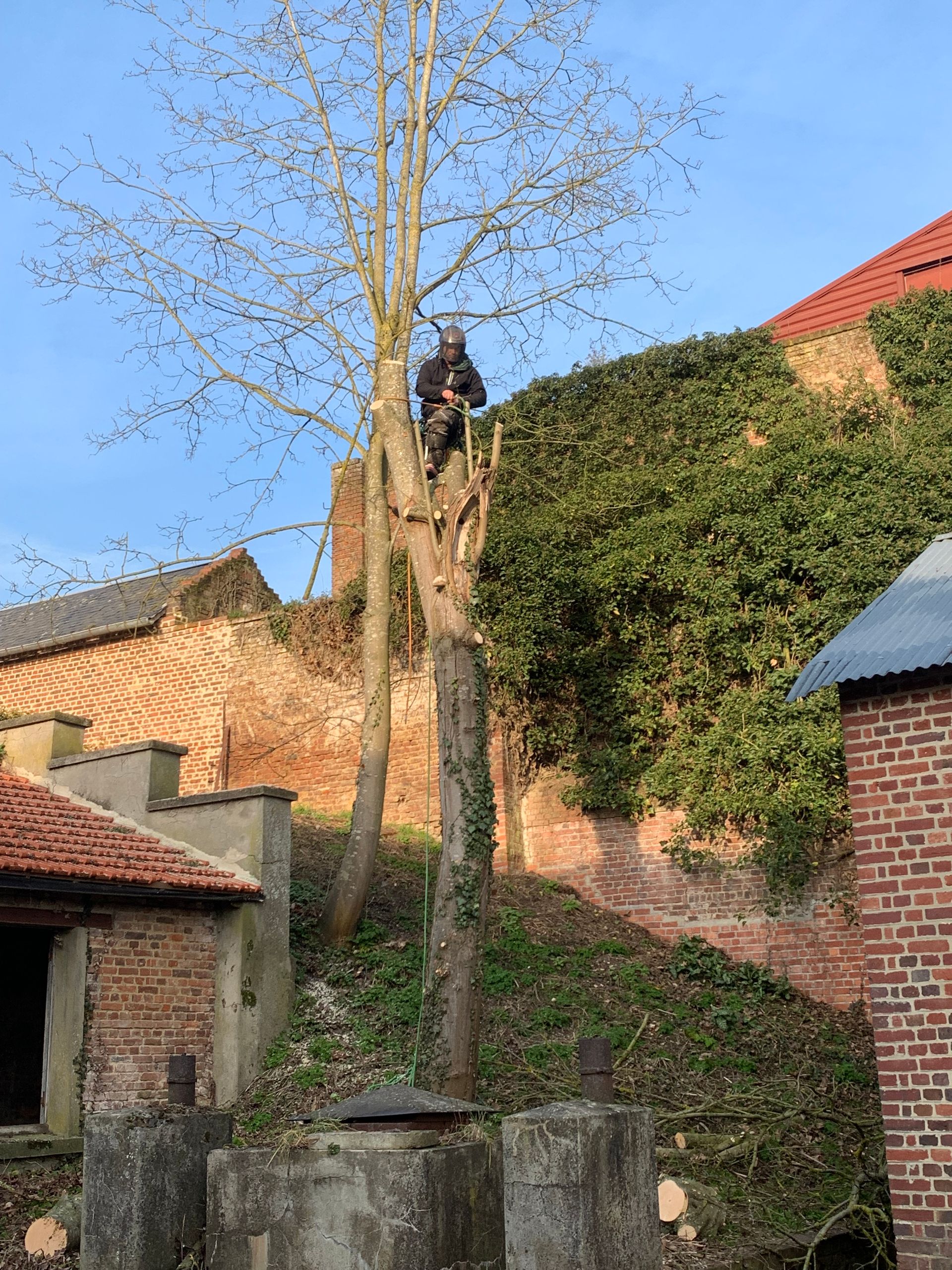 Abattage de sécurité en cours, Nathan Hery, élagueur-abatteur