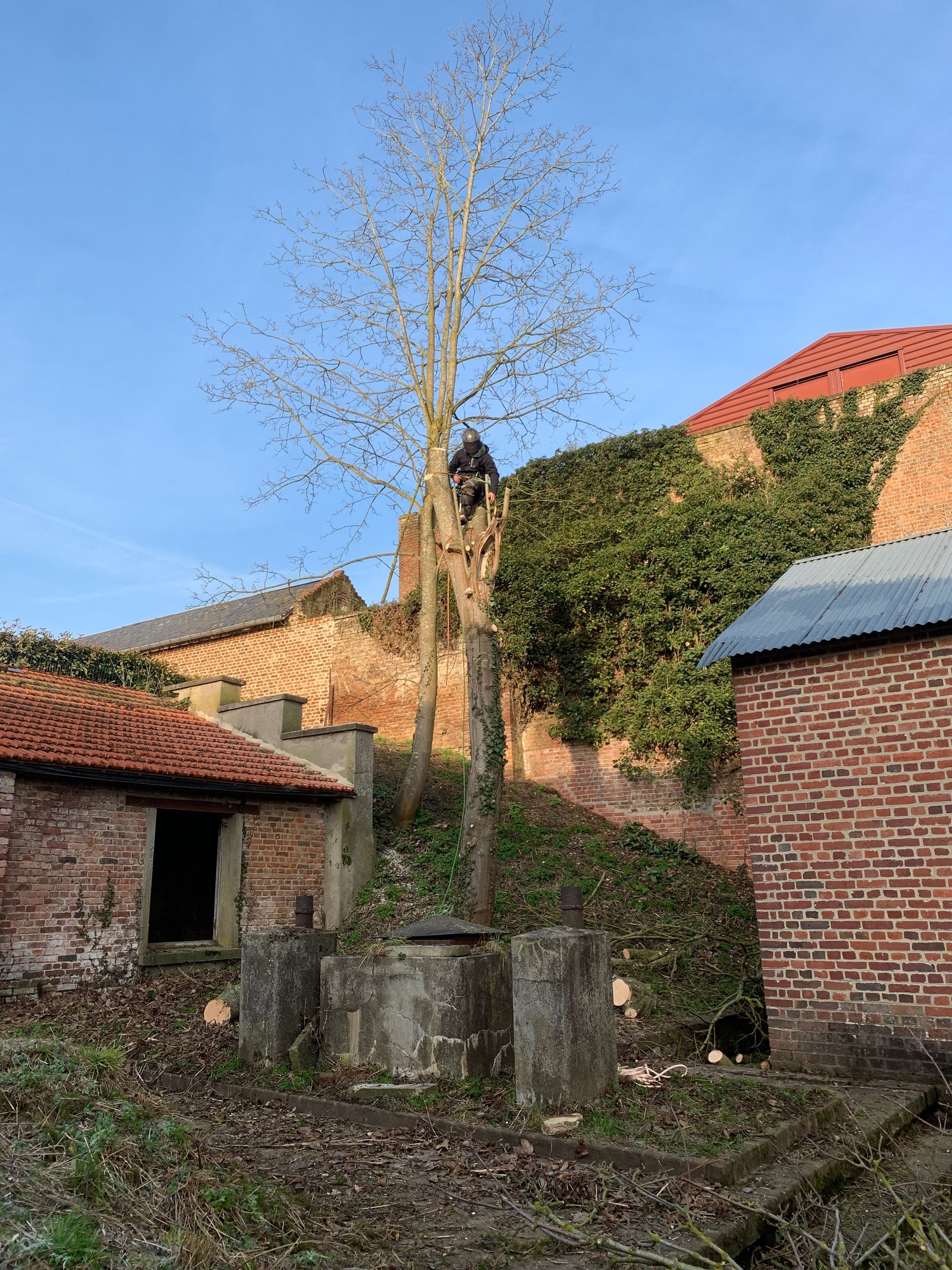 Abattage de sécurité, suite des travaux en hauteur, Nathan Hery, élagueur-abatteur