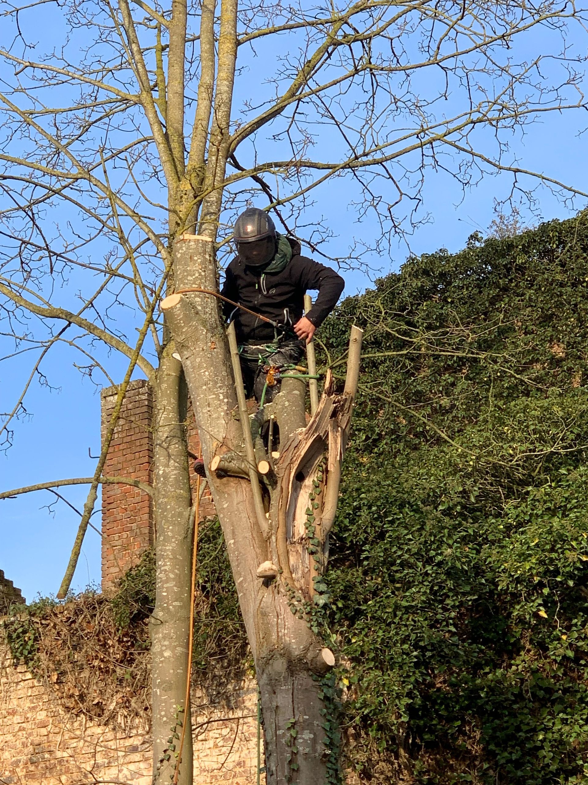 Abattage de sécurité, riverains, en cours de travaux, Nathan Hery, élagueur-abatteur