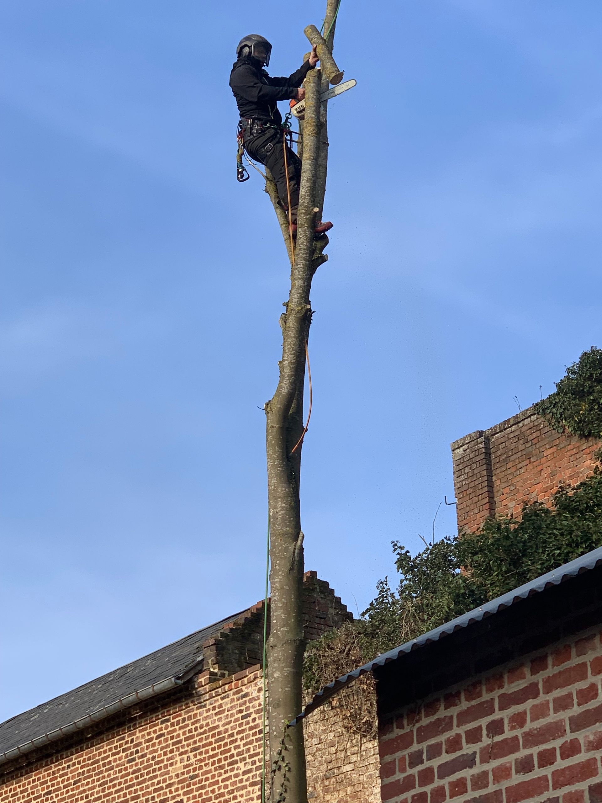 Abattage de sécurité, travaux en hauteur, Nathan Hery, élagueur-abatteur