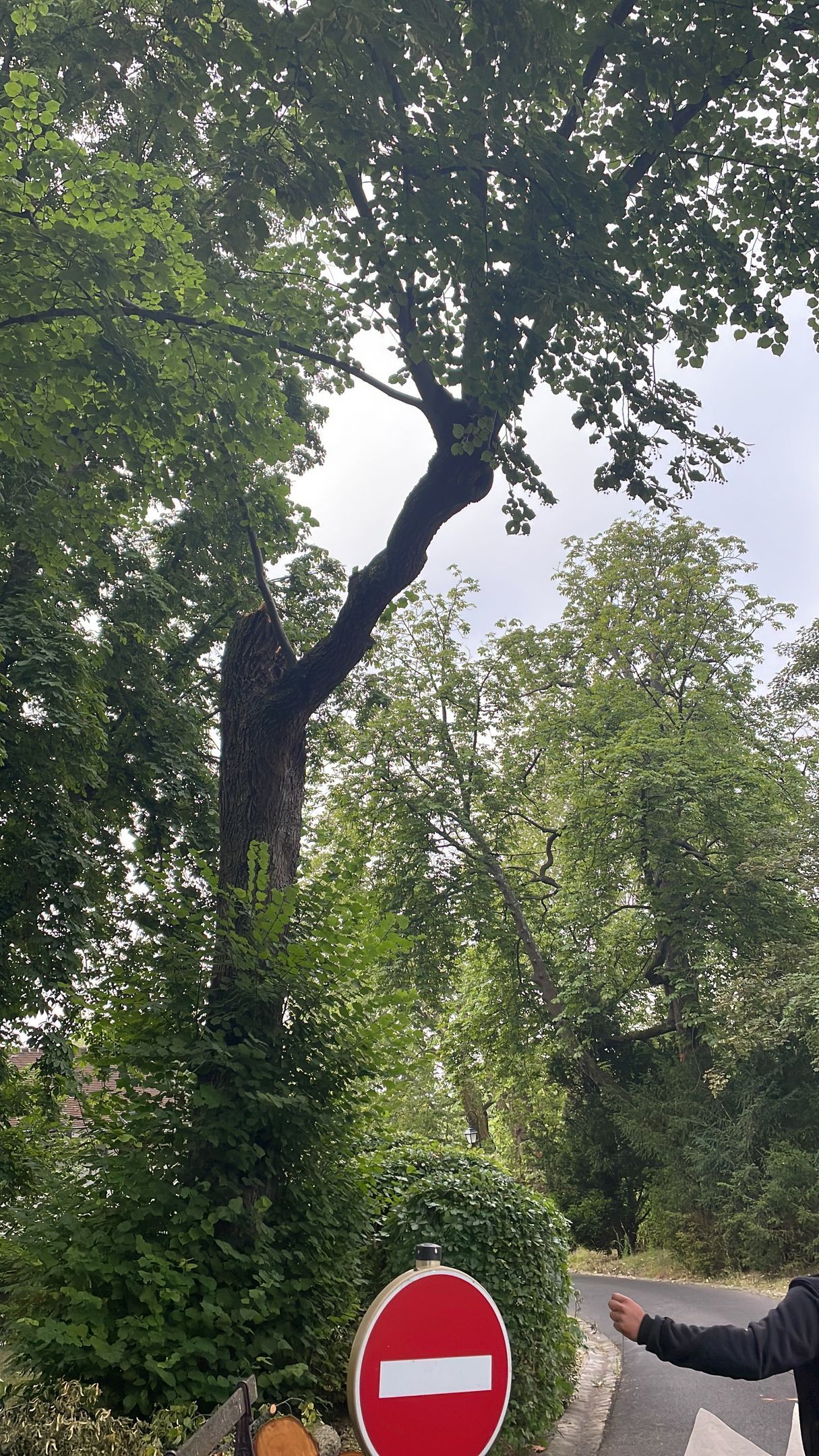 Abattage de sécurité sur route par notre élagueur-abatteur