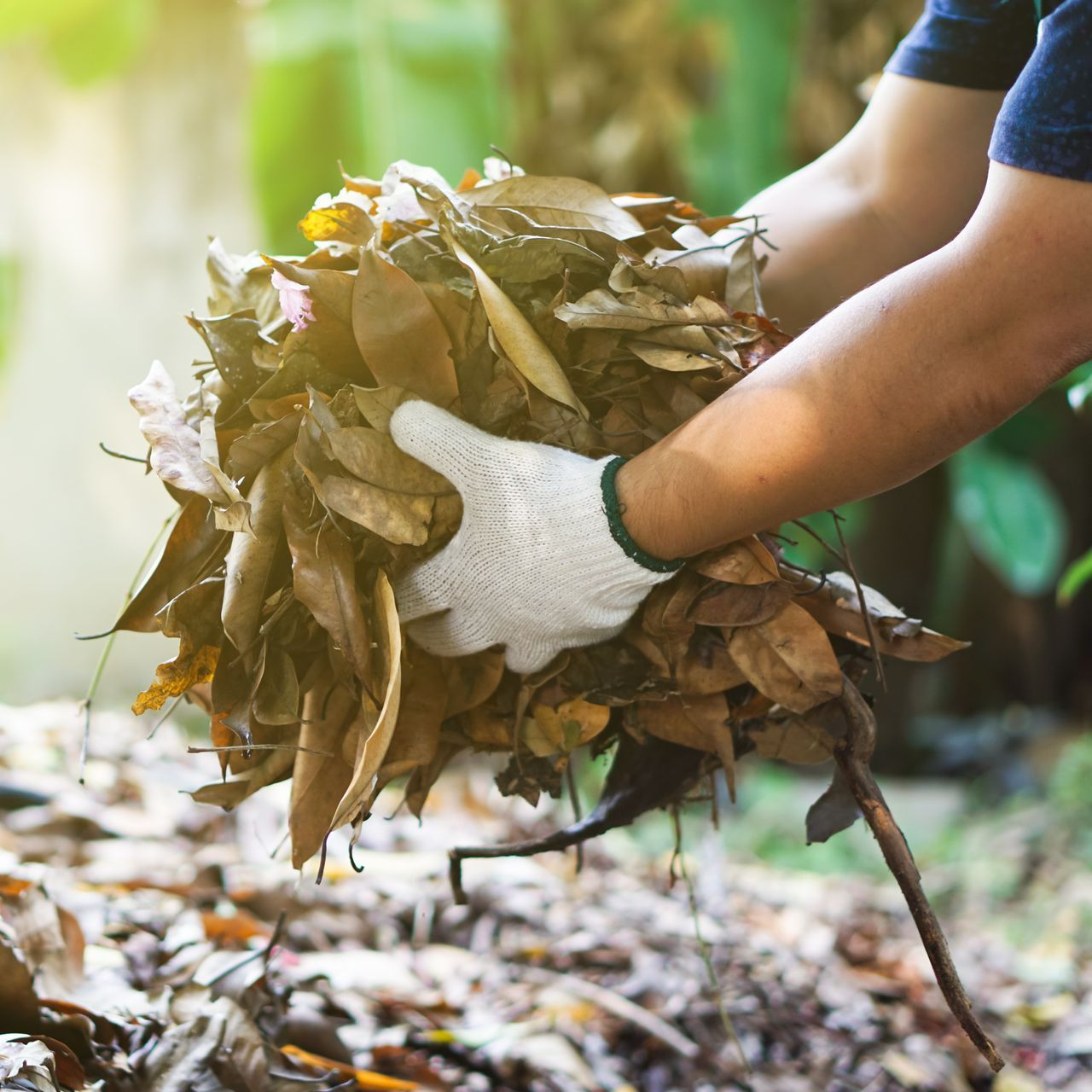 Ramassage de feuilles d'arbre