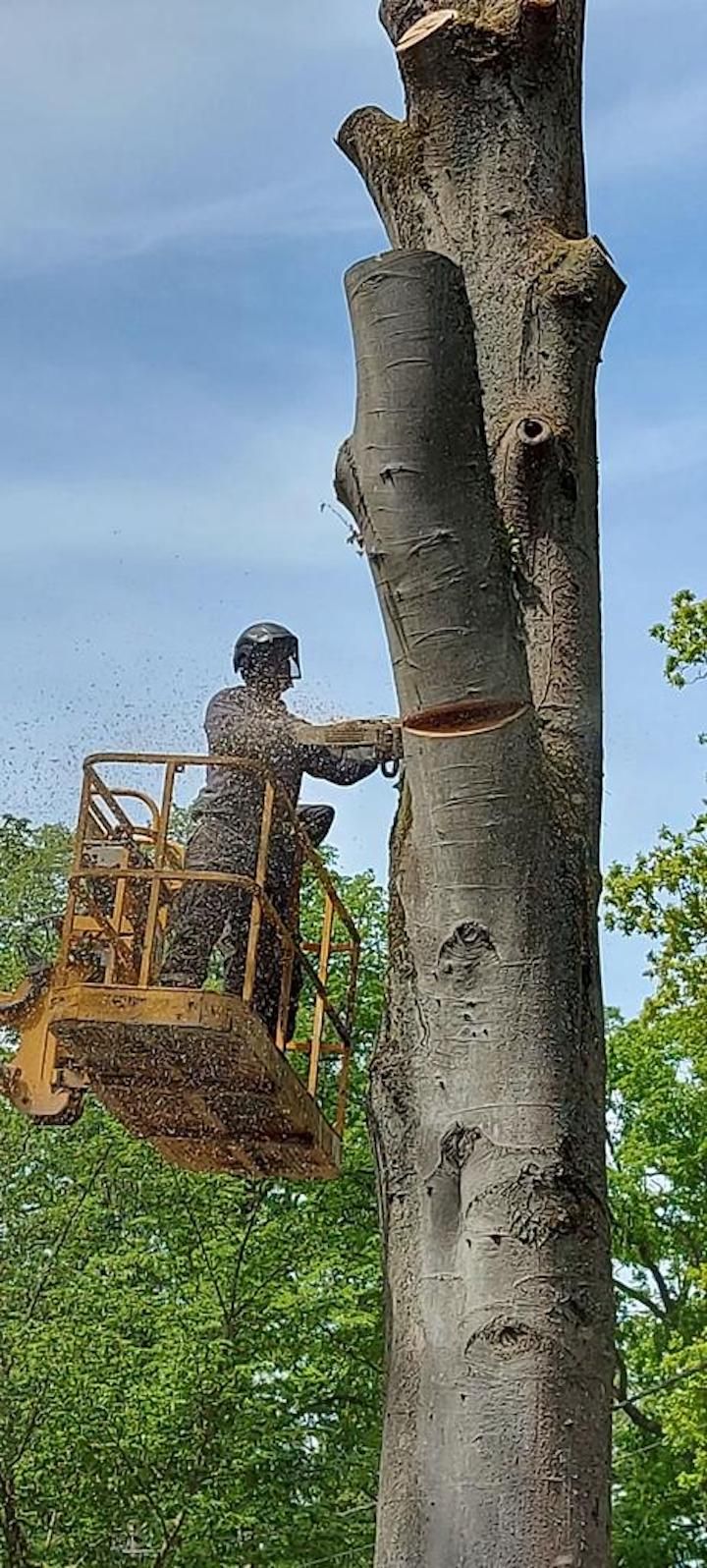 Démontage d'arbre, avec nacelle, abattage
