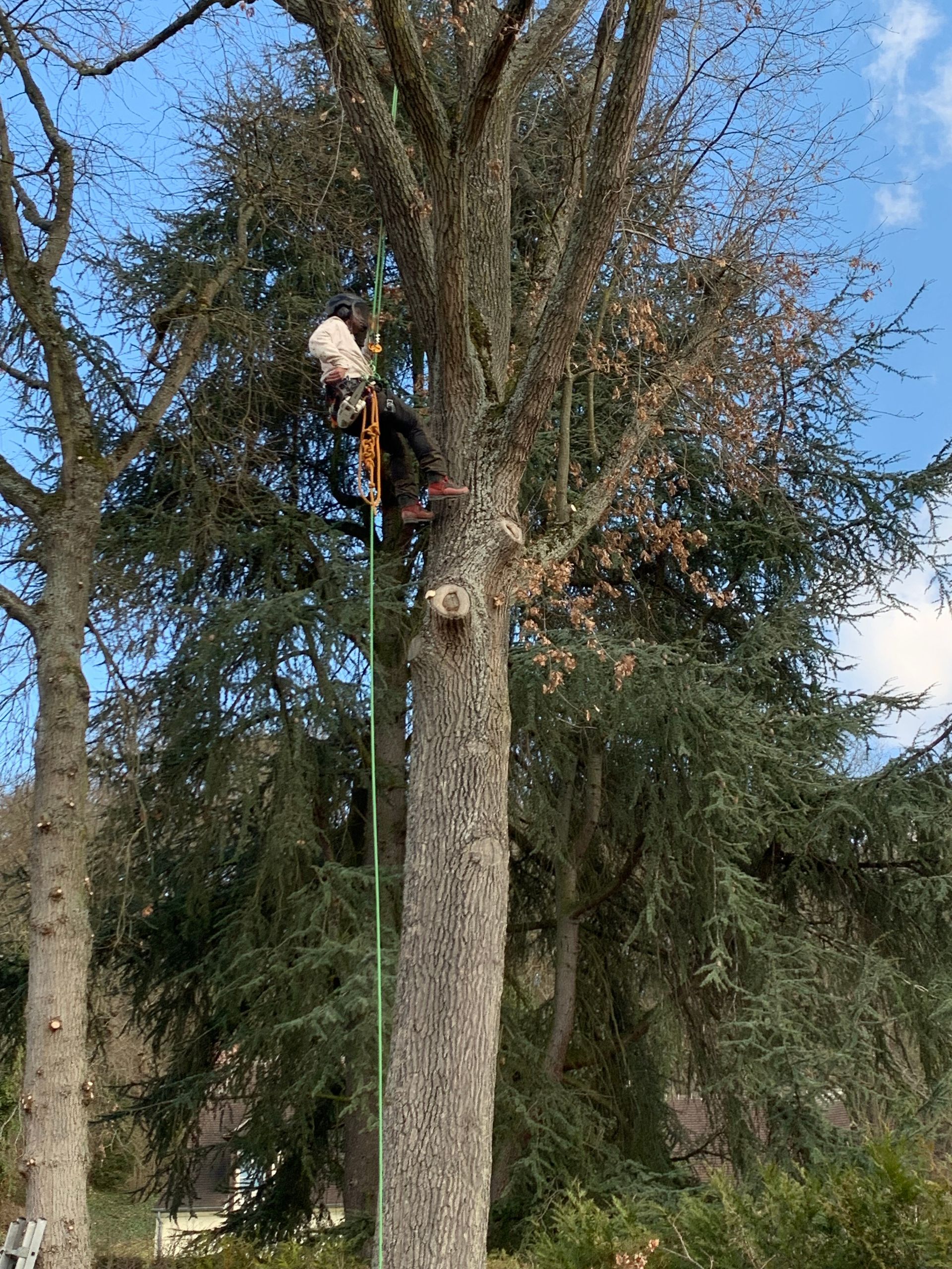 Grimpe de l'arboriste, taille par notre professionnel
