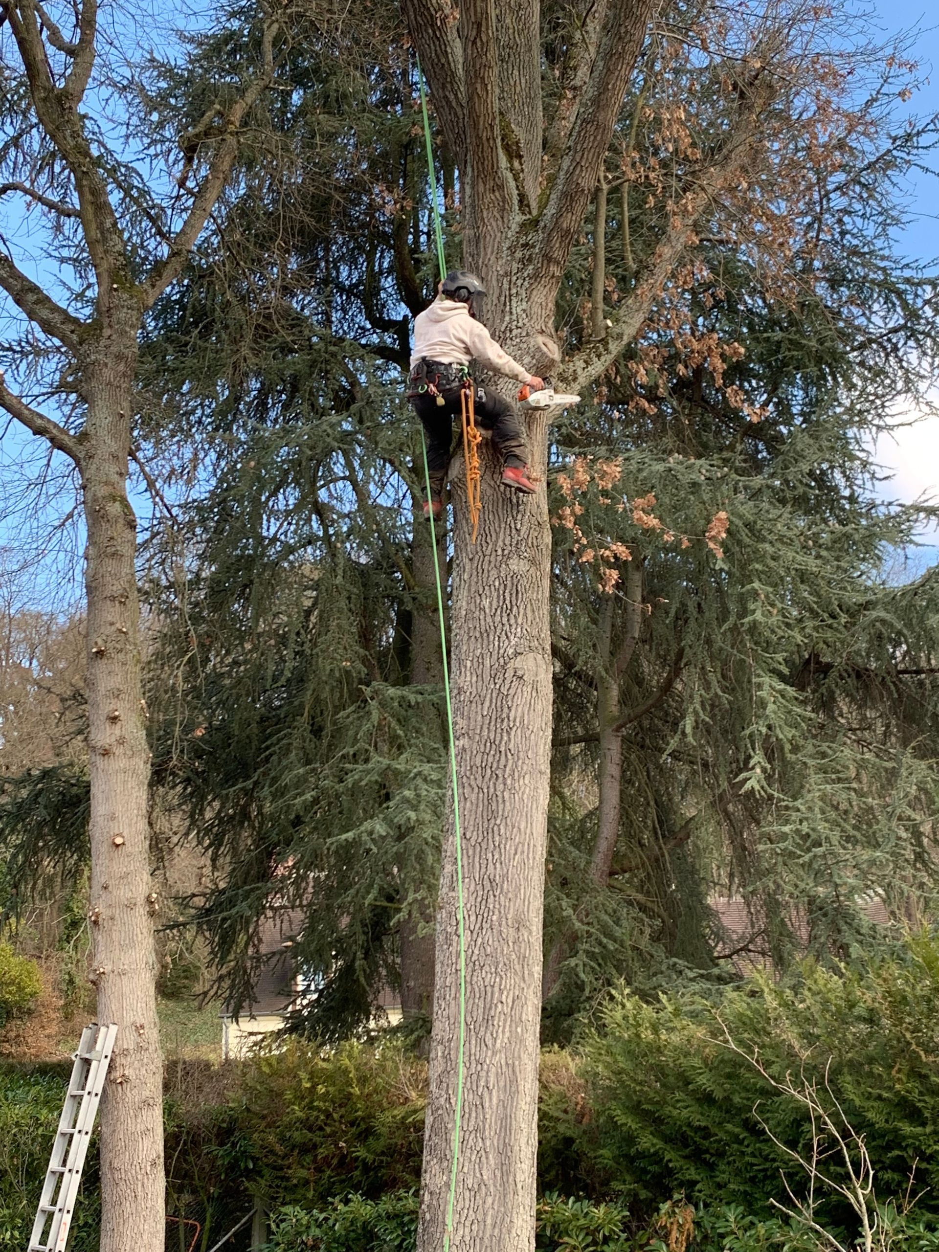 Élagage d'arbre par notre élagueur, câbles de rétention