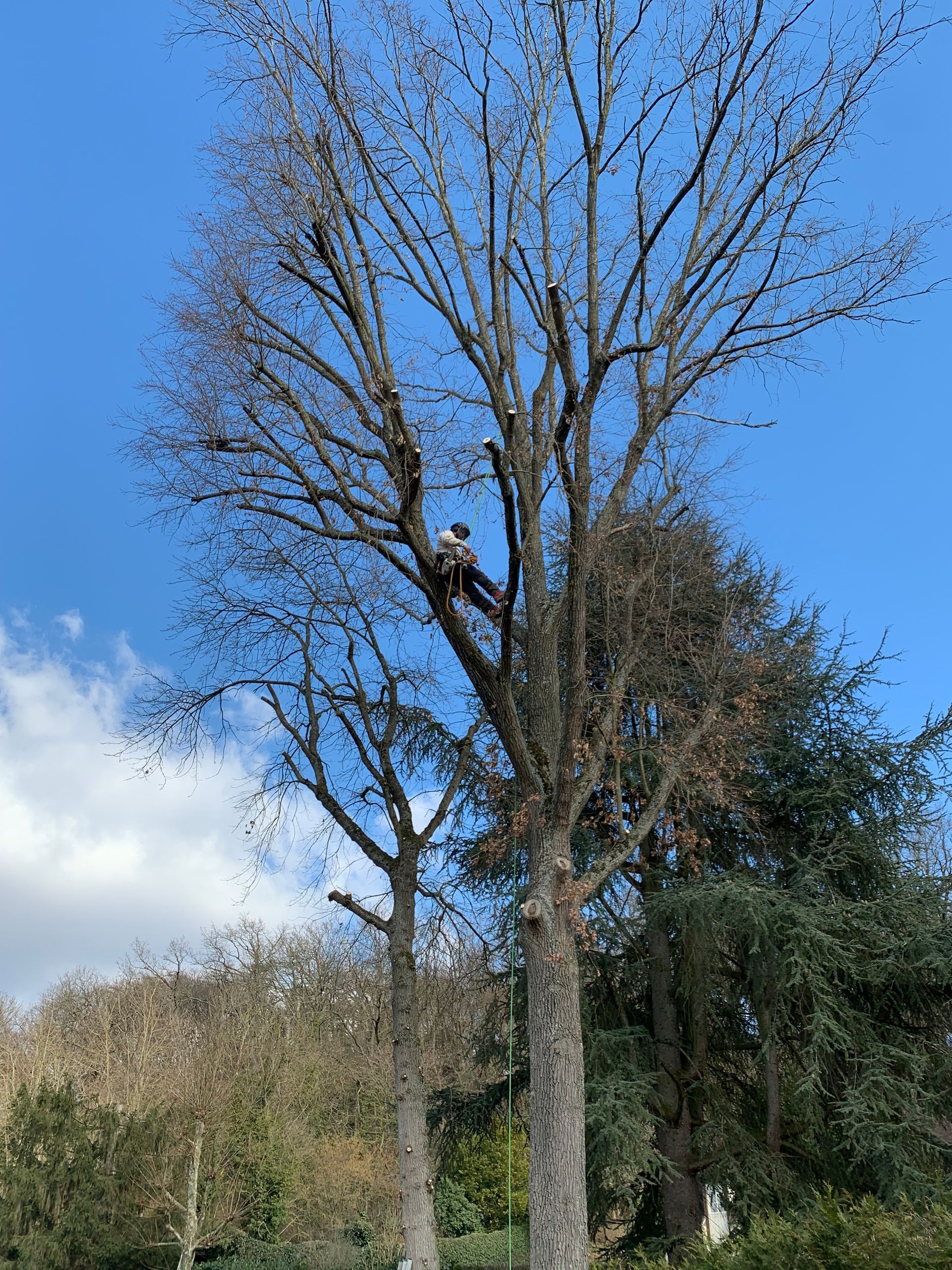 Élagage d'arbre par notre société certifiée, élagueur perché en hauteur