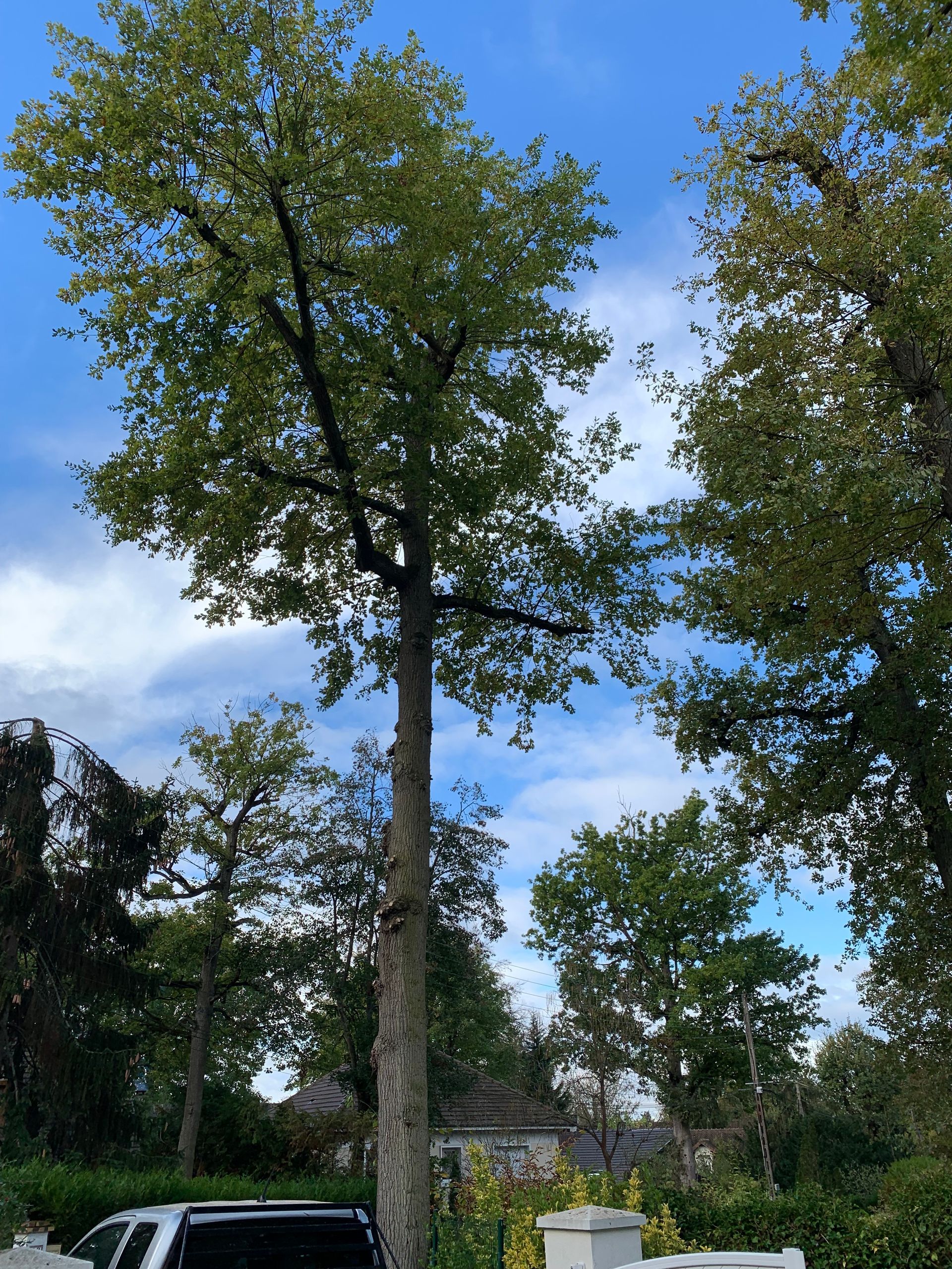 Élagage raisonné de branches mortes, véhicule