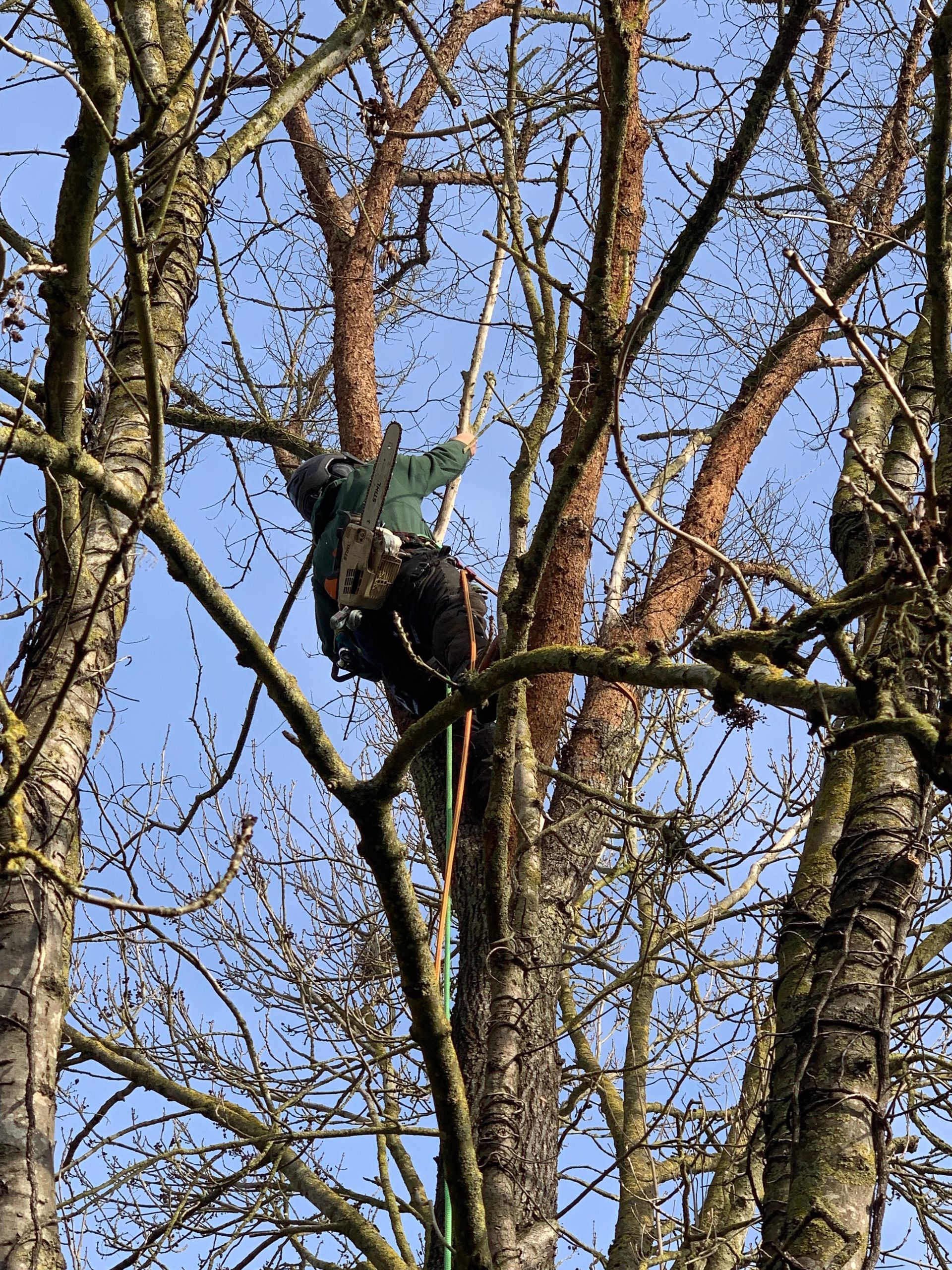 Élagage de branches mortes par notre arboriste avec tronçonneuse