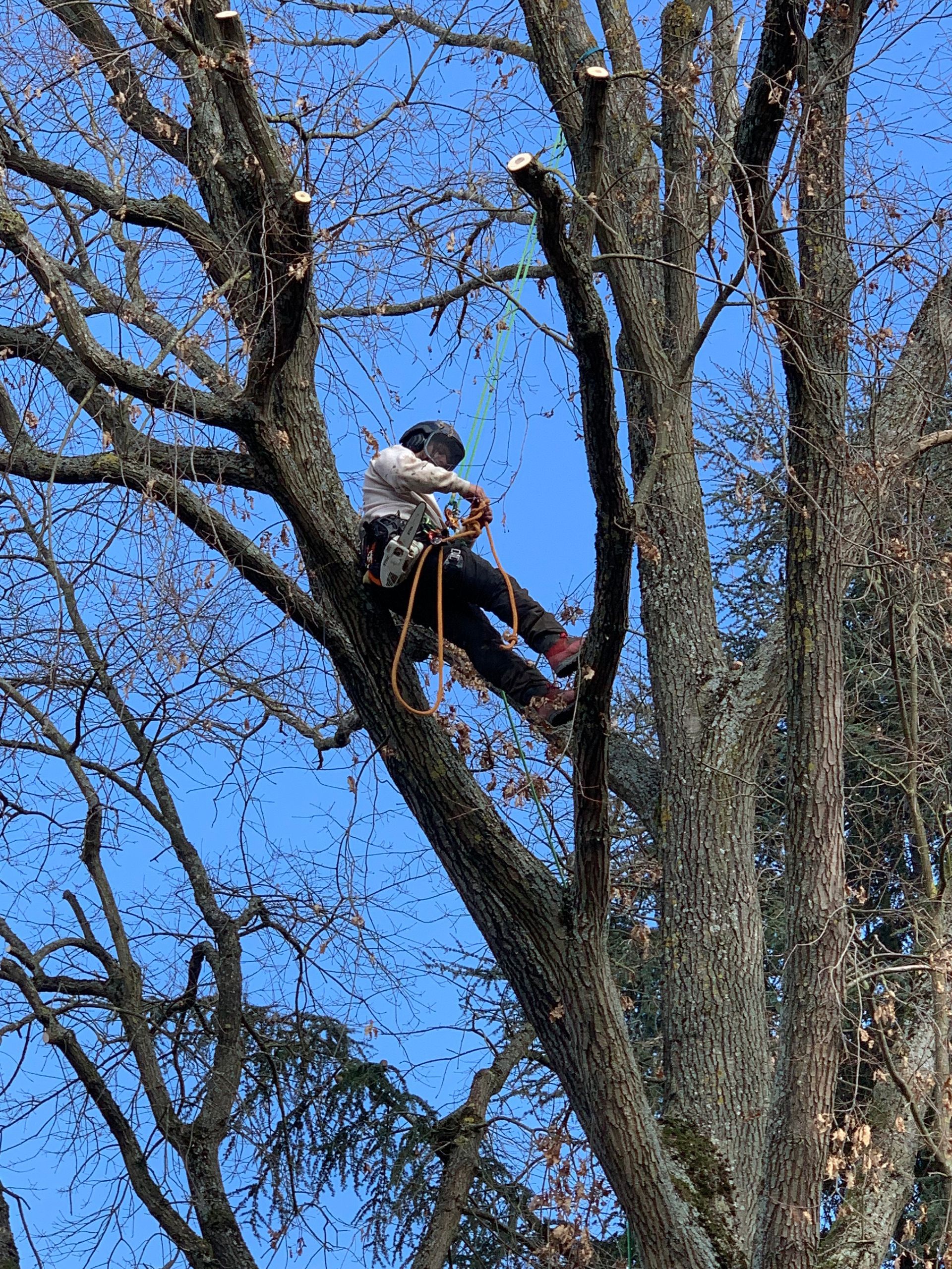 Élagage de branches mortes, suite de la taille, gros plan sur l'élagueur
